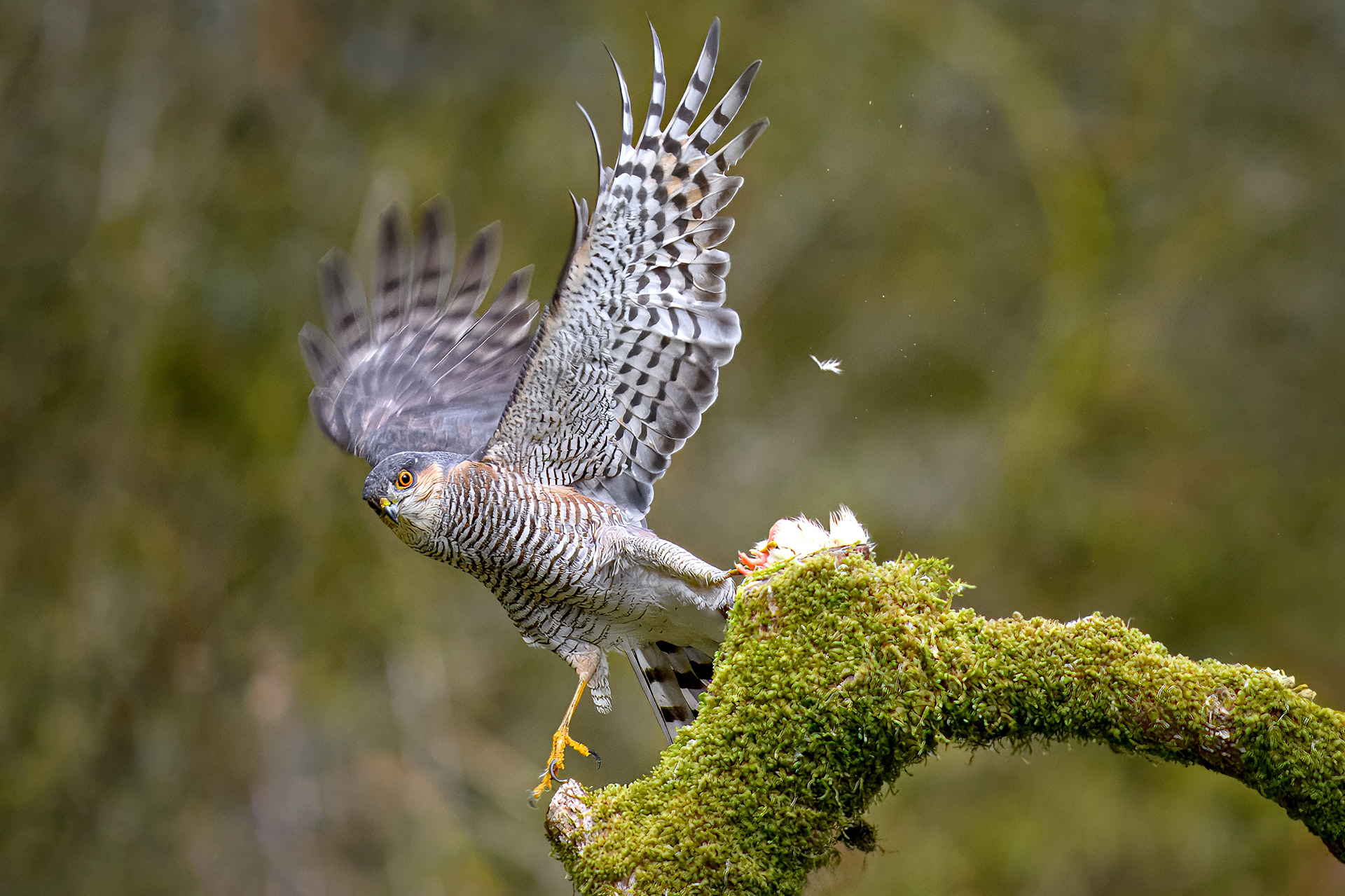 Sparrow Hawk