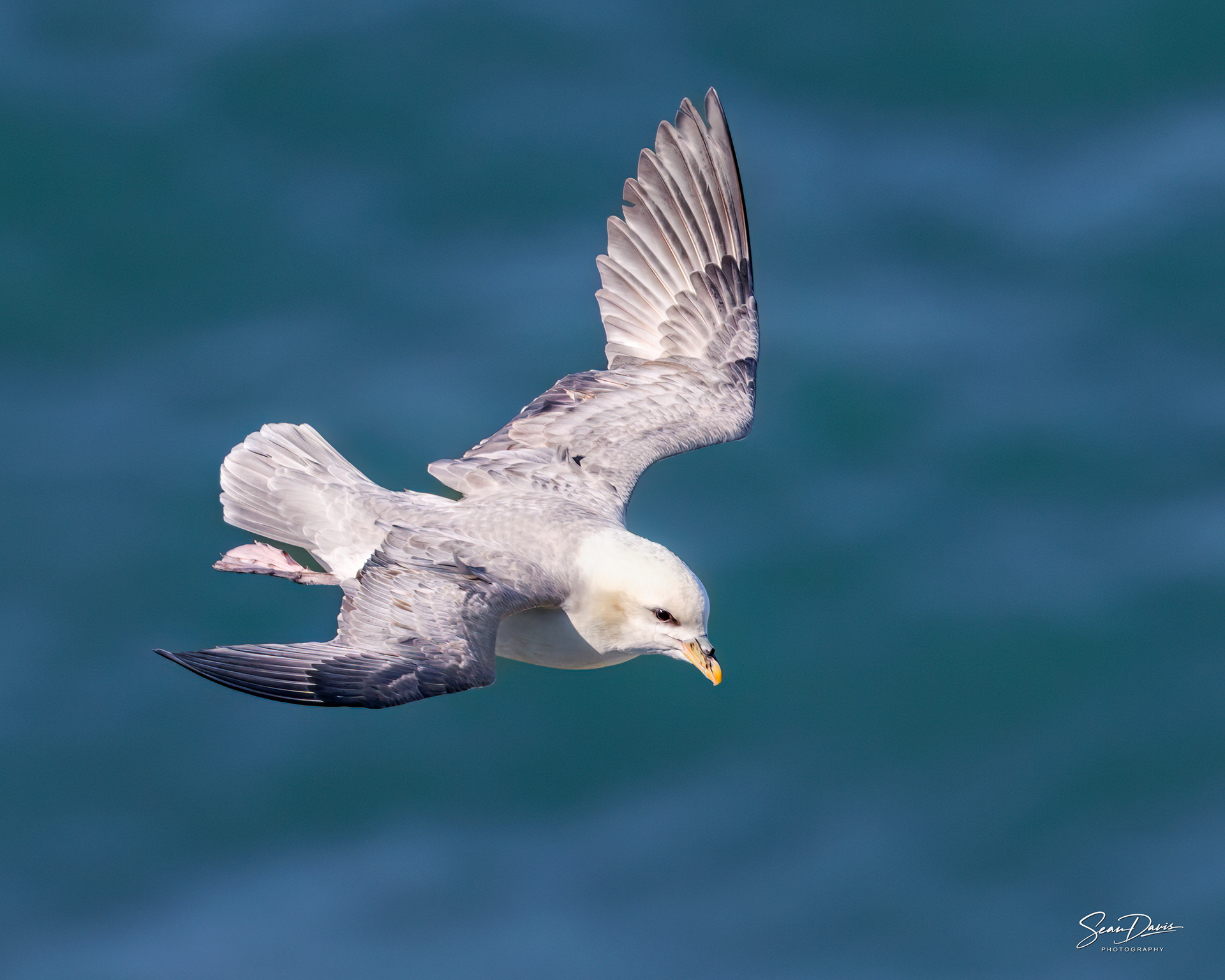 Northern Fulmar