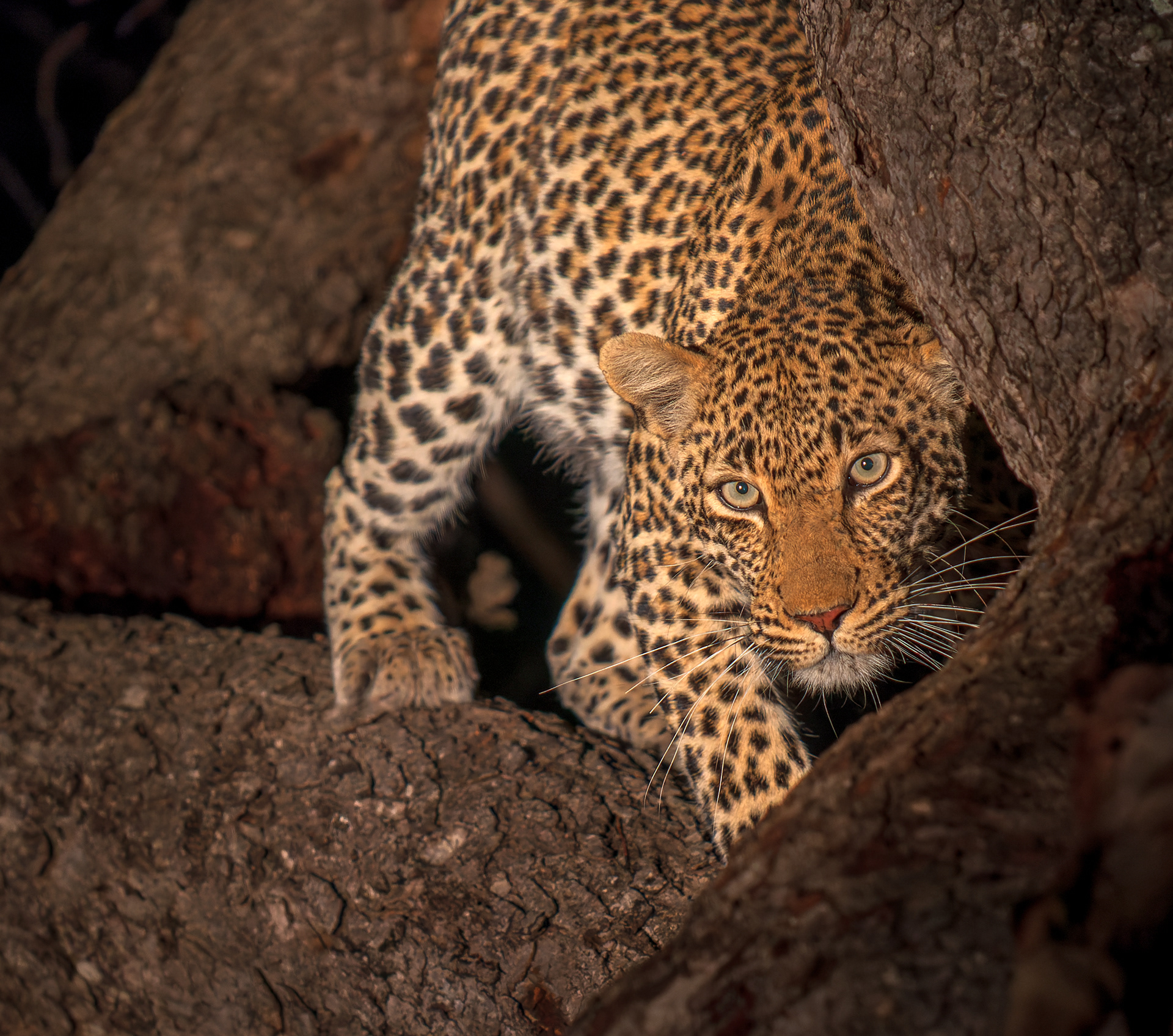 Leopard