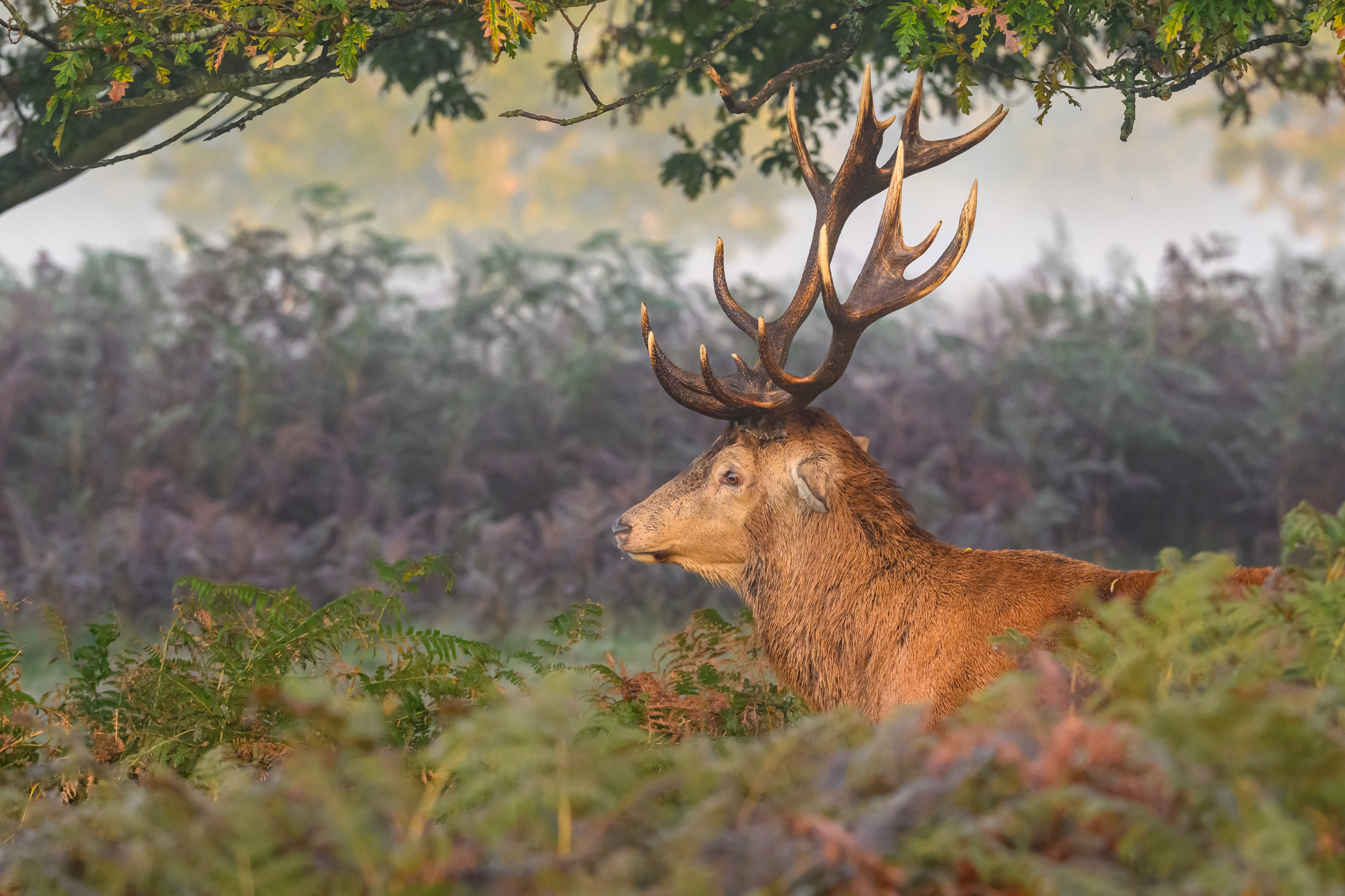 Red Deer