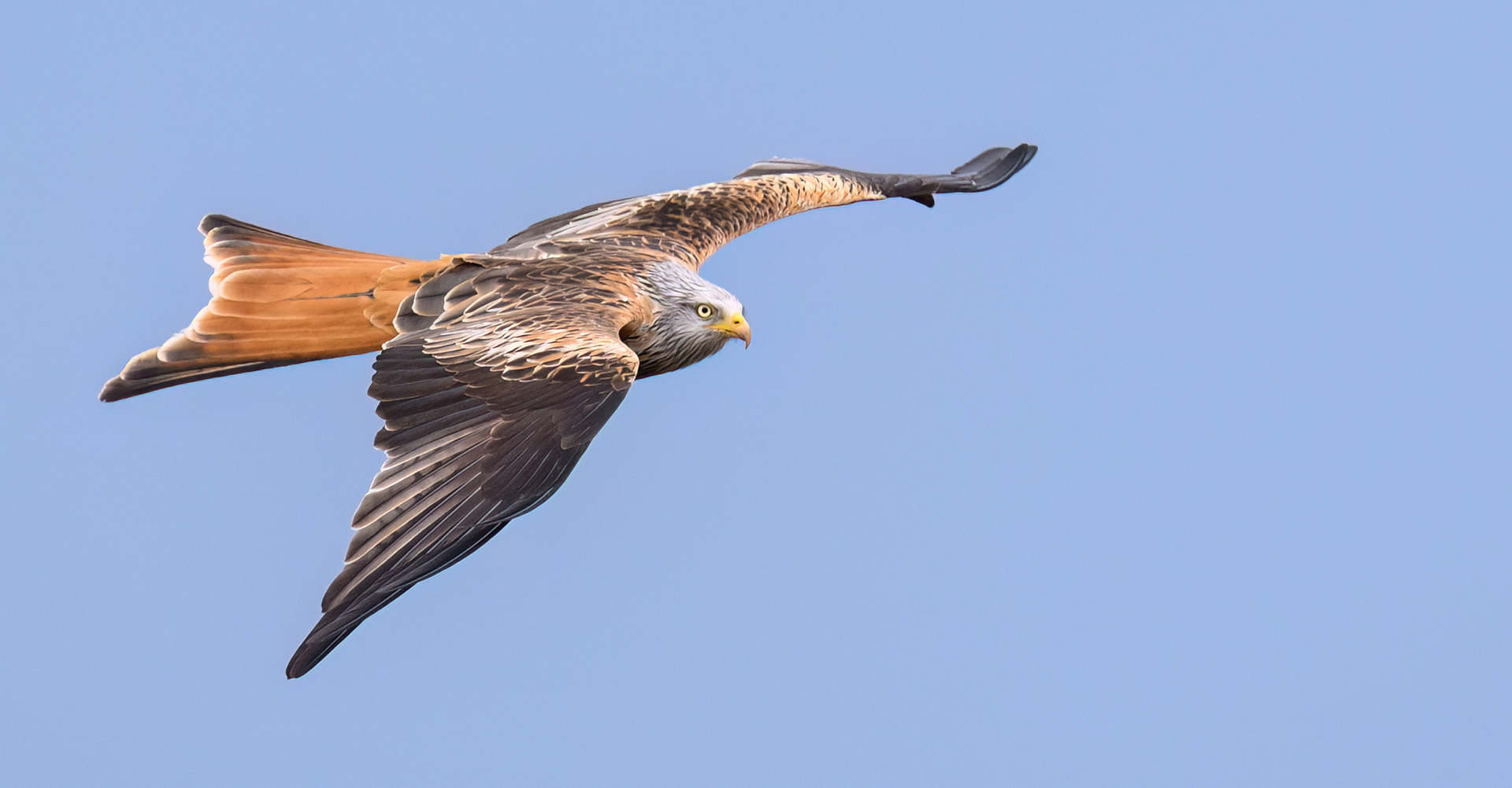 Red Kite