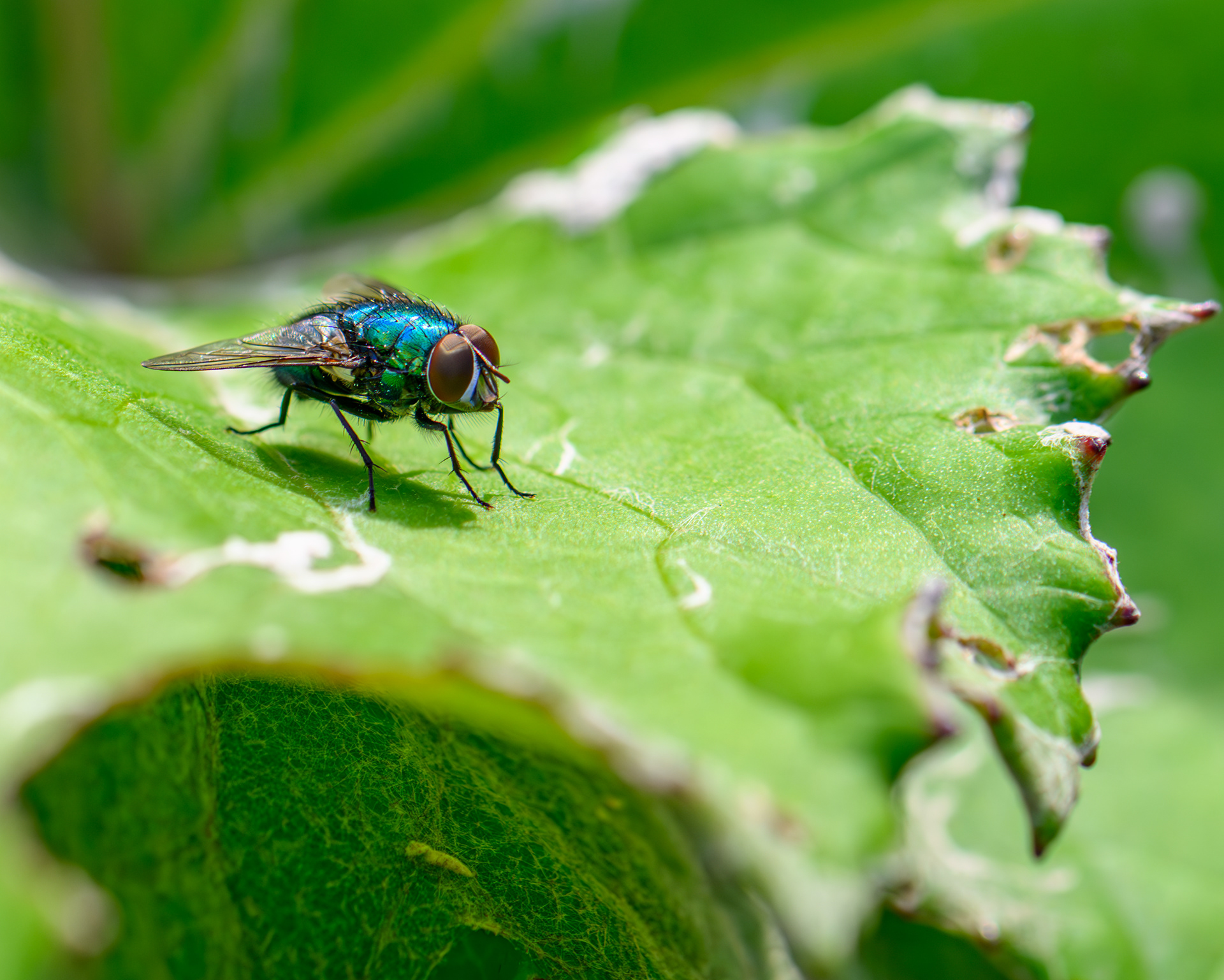 Bluebottle Fly