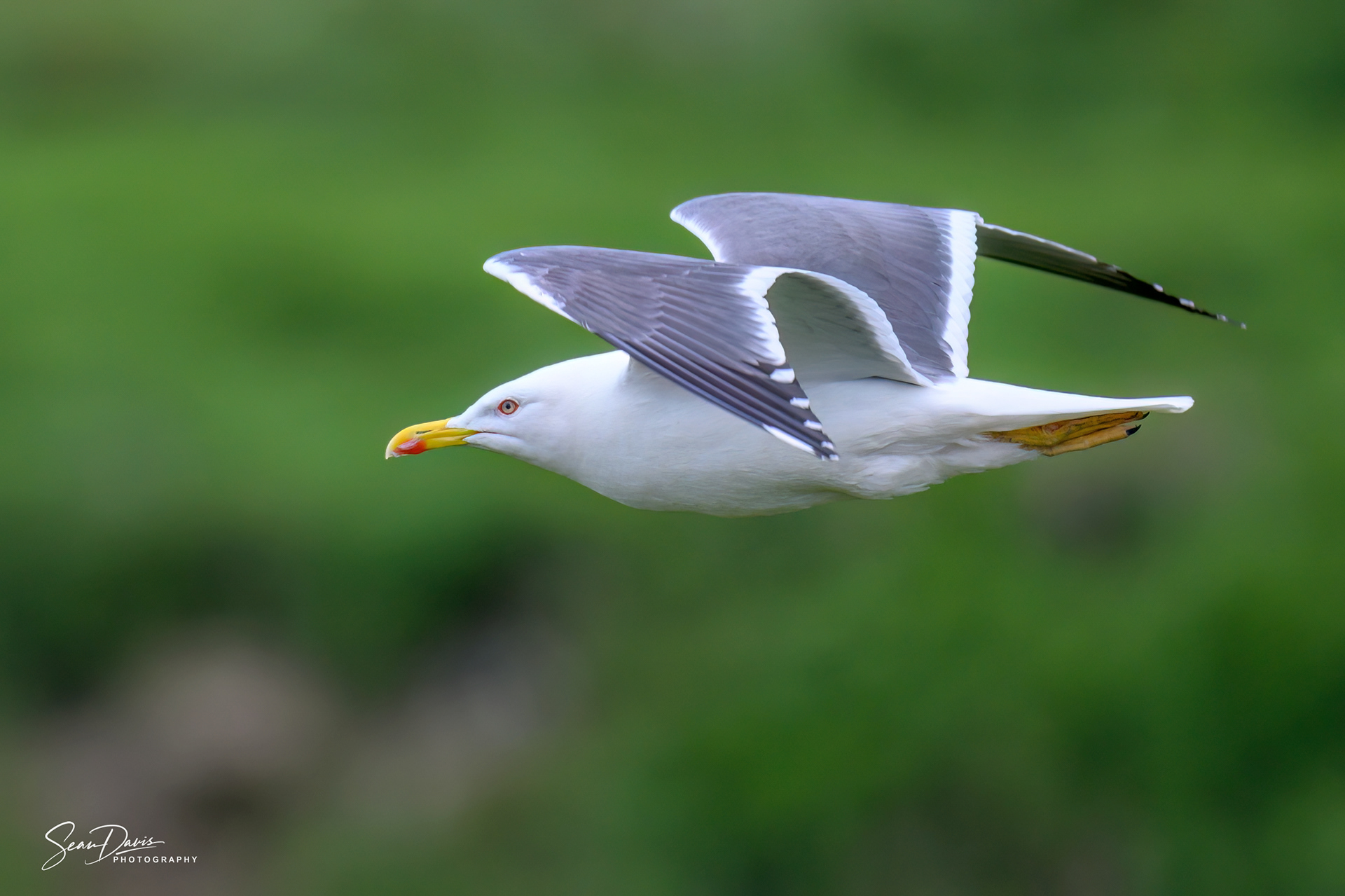 Yellow Legged Gull