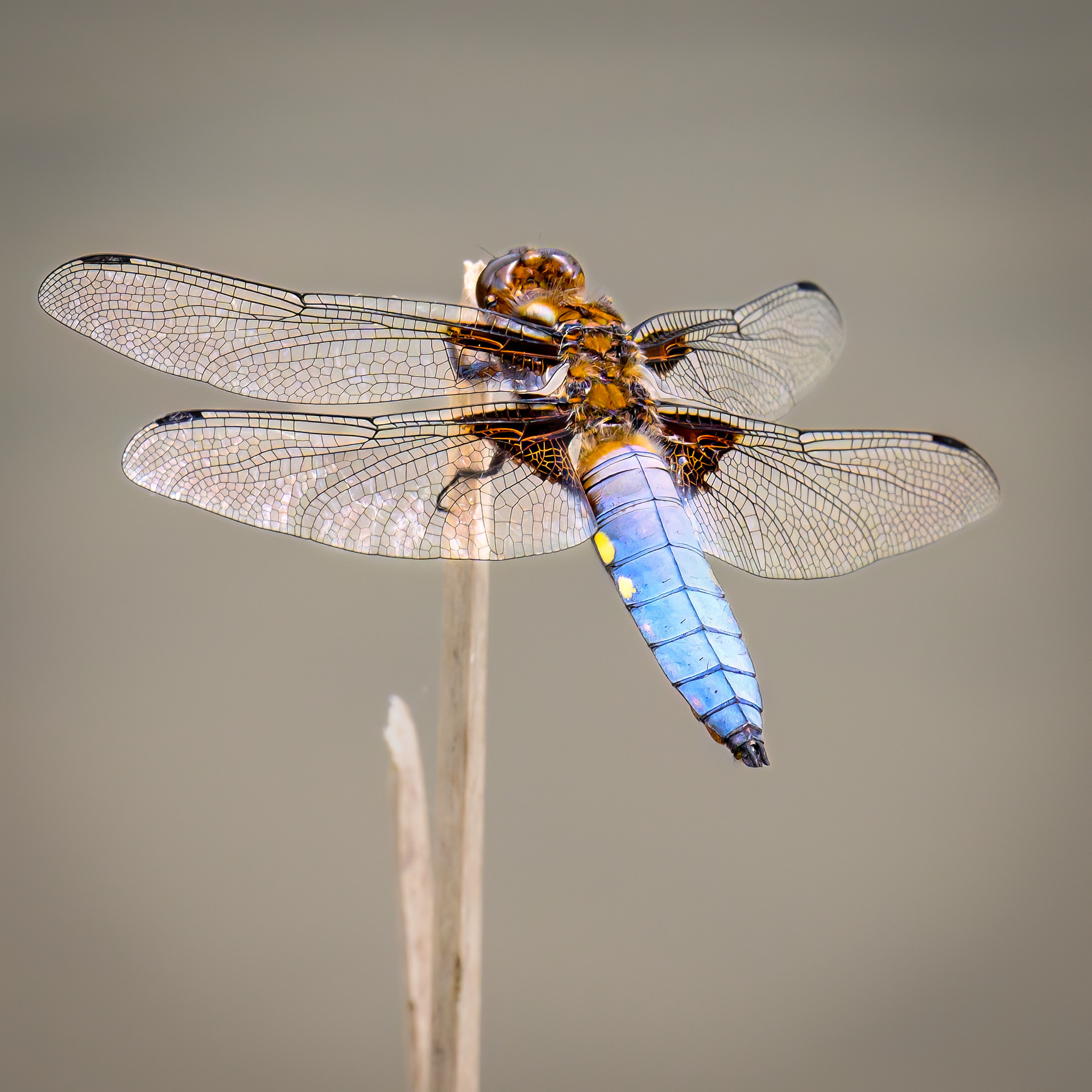 Broad bodied Chaser