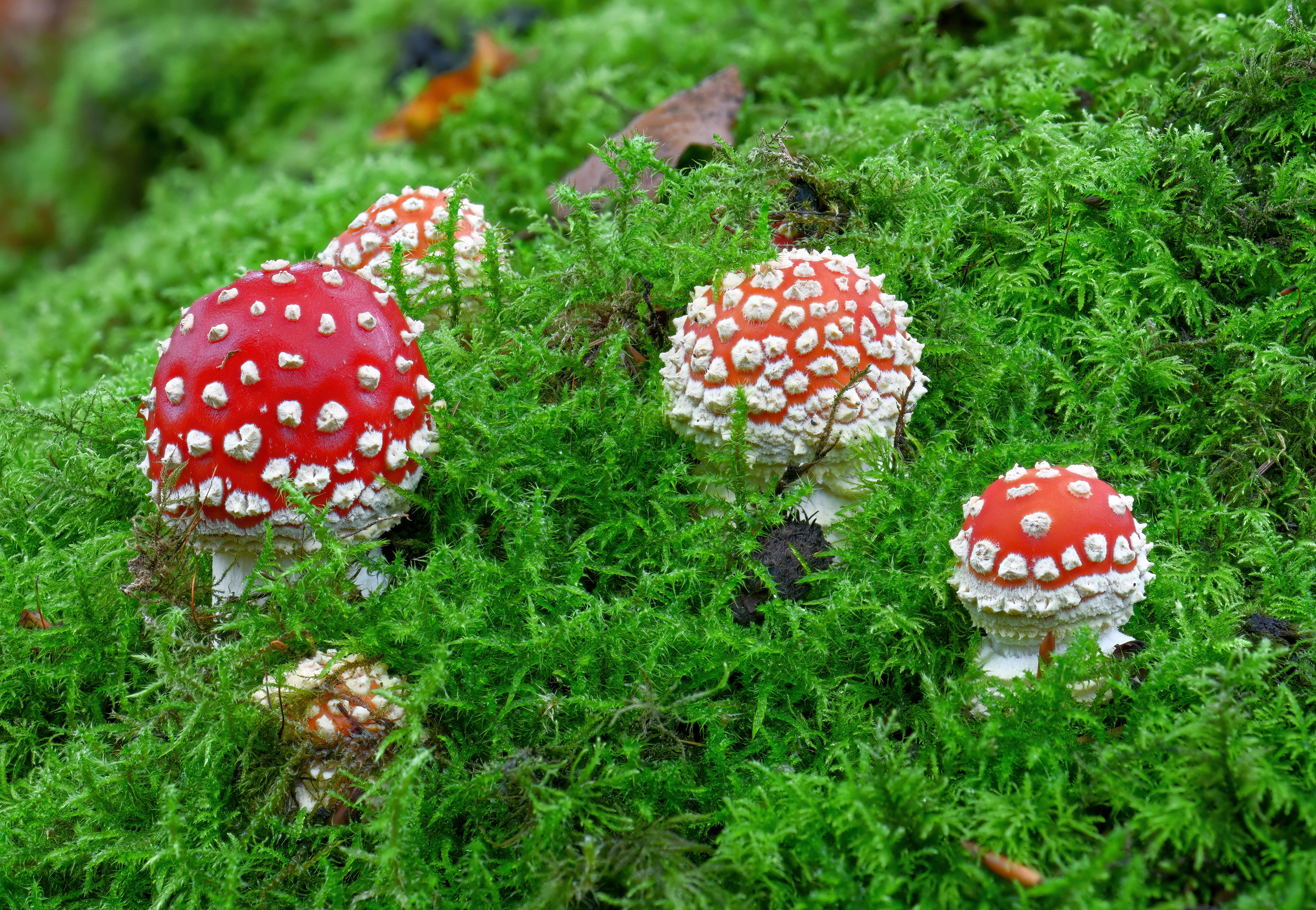 Fly Agaric
