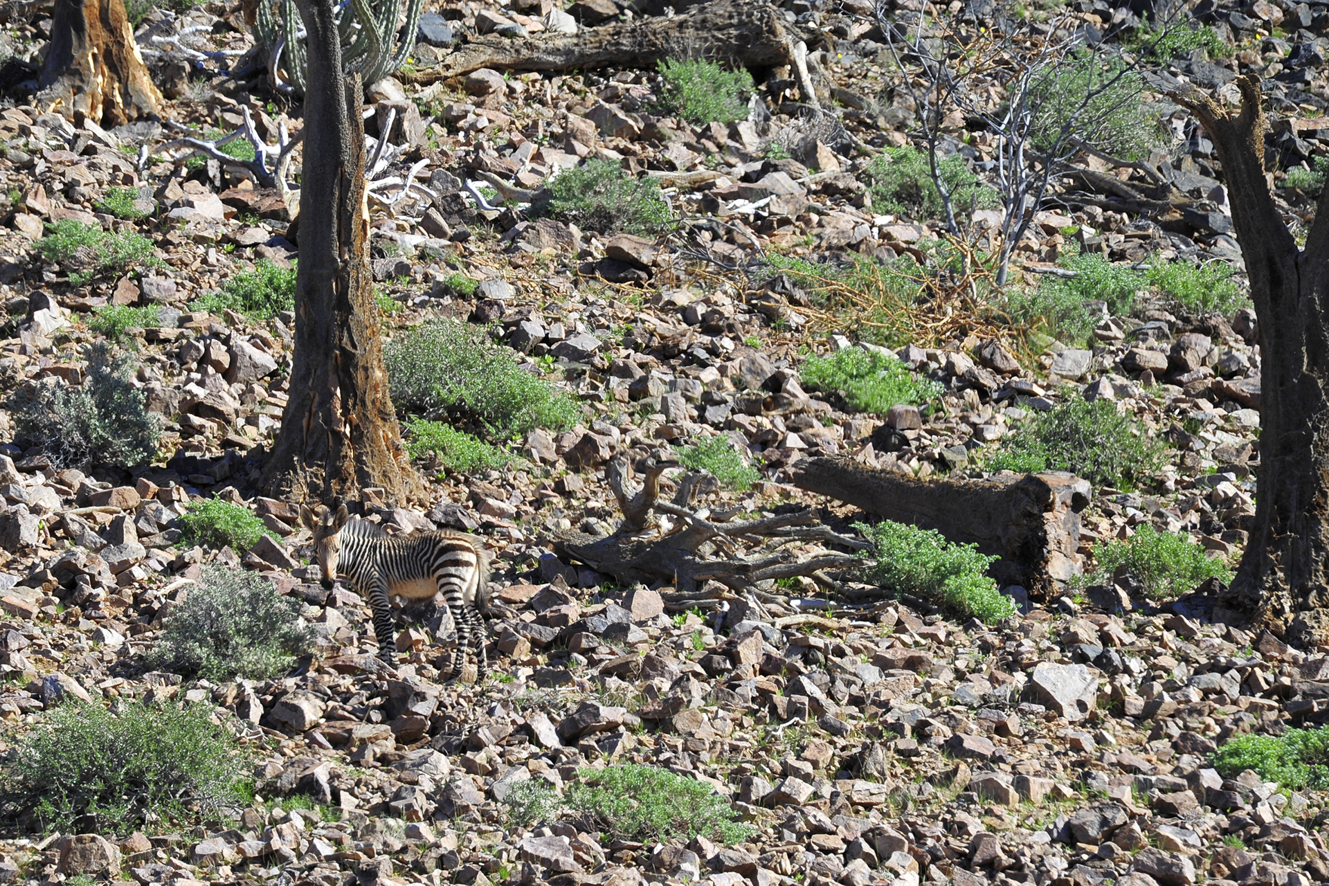 Juvenille Desert Zebra