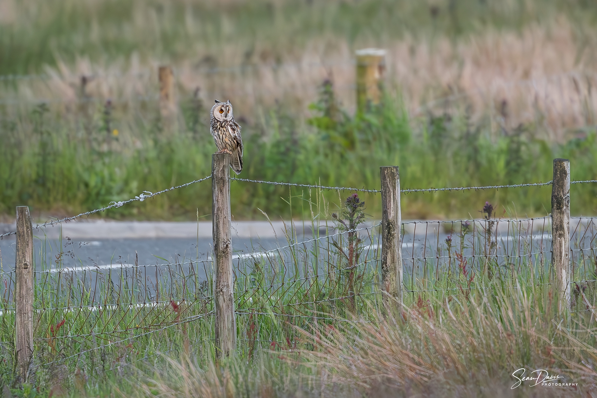 Long Eared Owl
