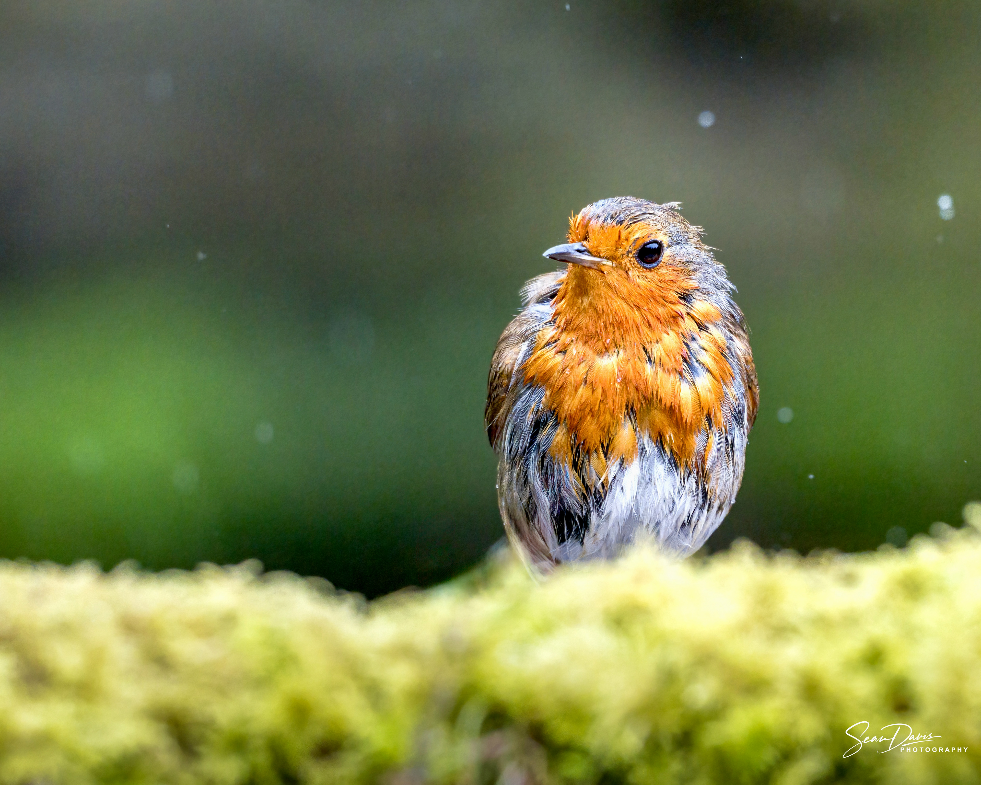 Wet Robin