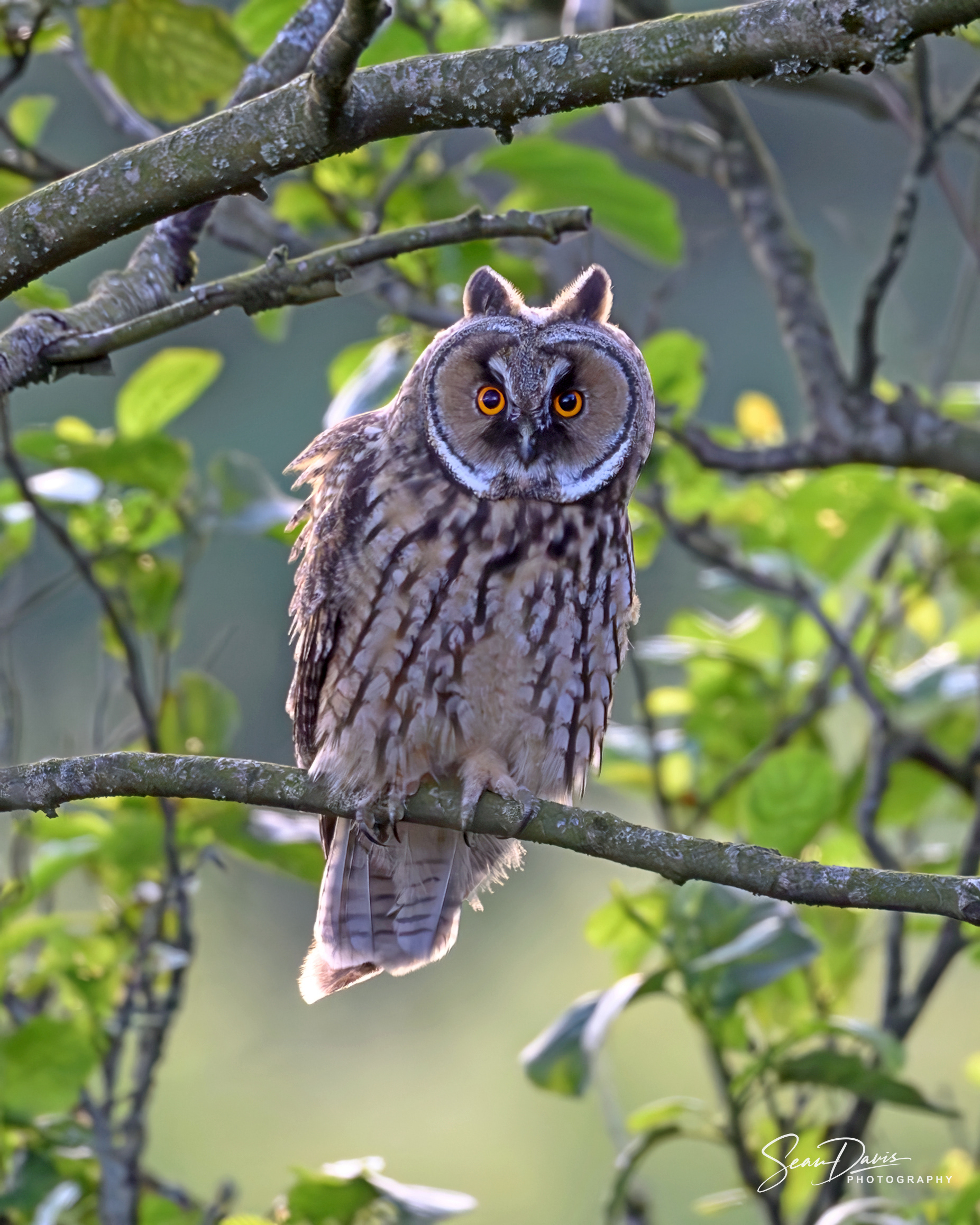 Juvenile Long Eared Owl