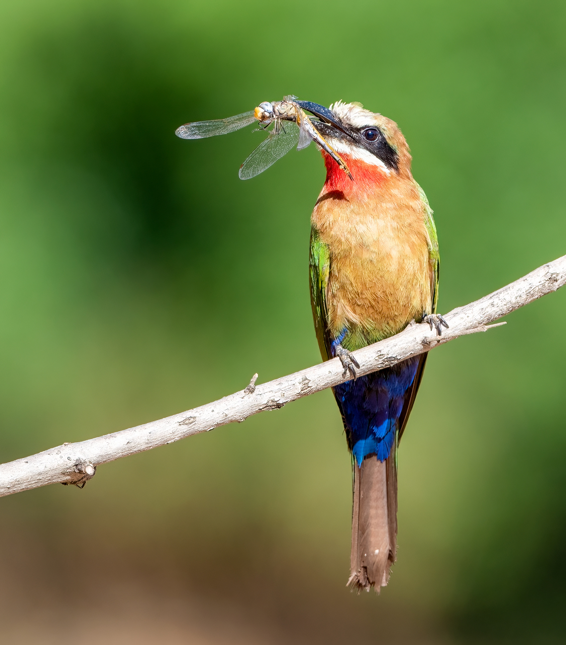 White Fronted Bee Eater