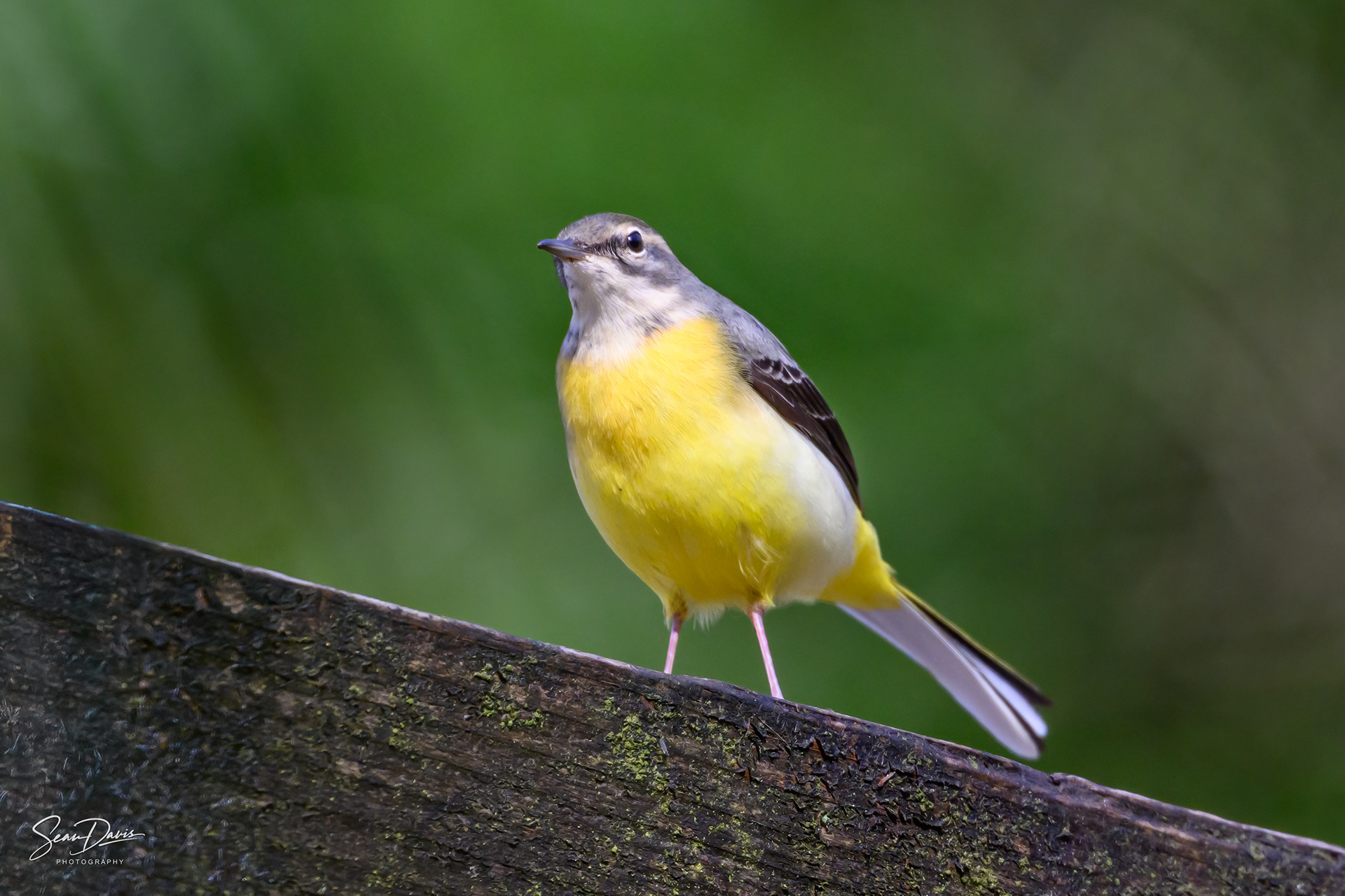Grey Wagtail