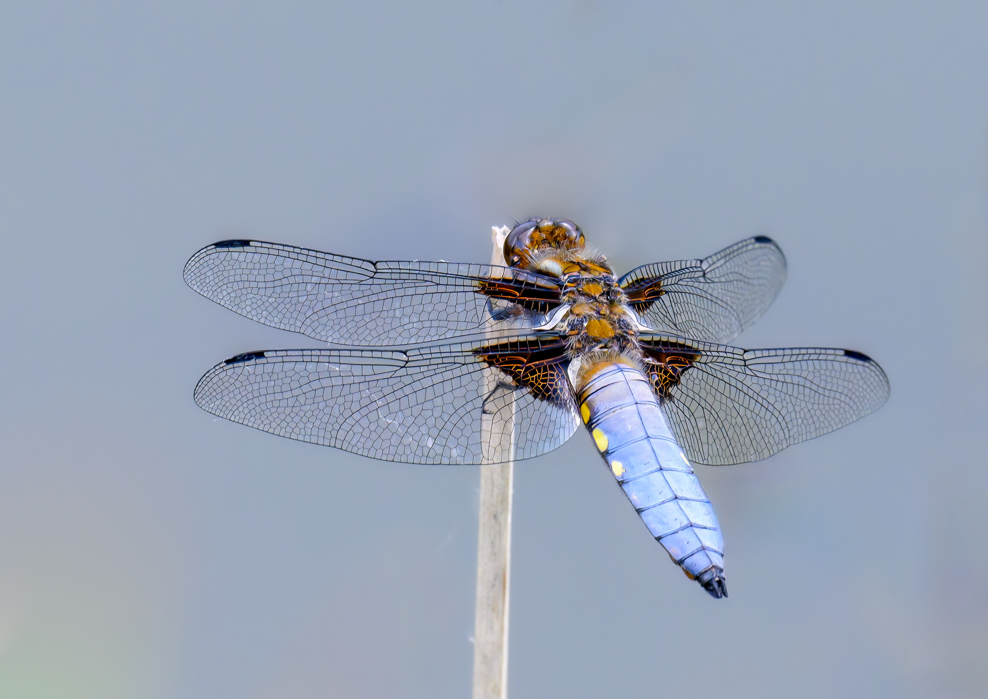 Male Broad Body Chaser