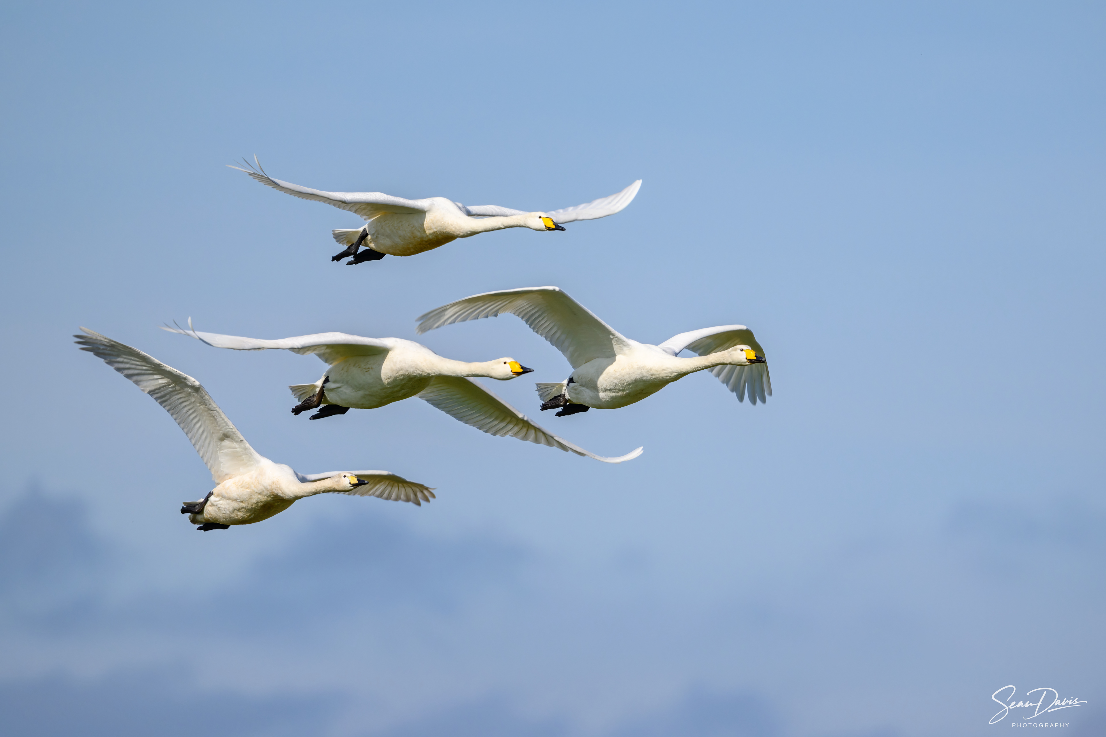 Whooper Swan