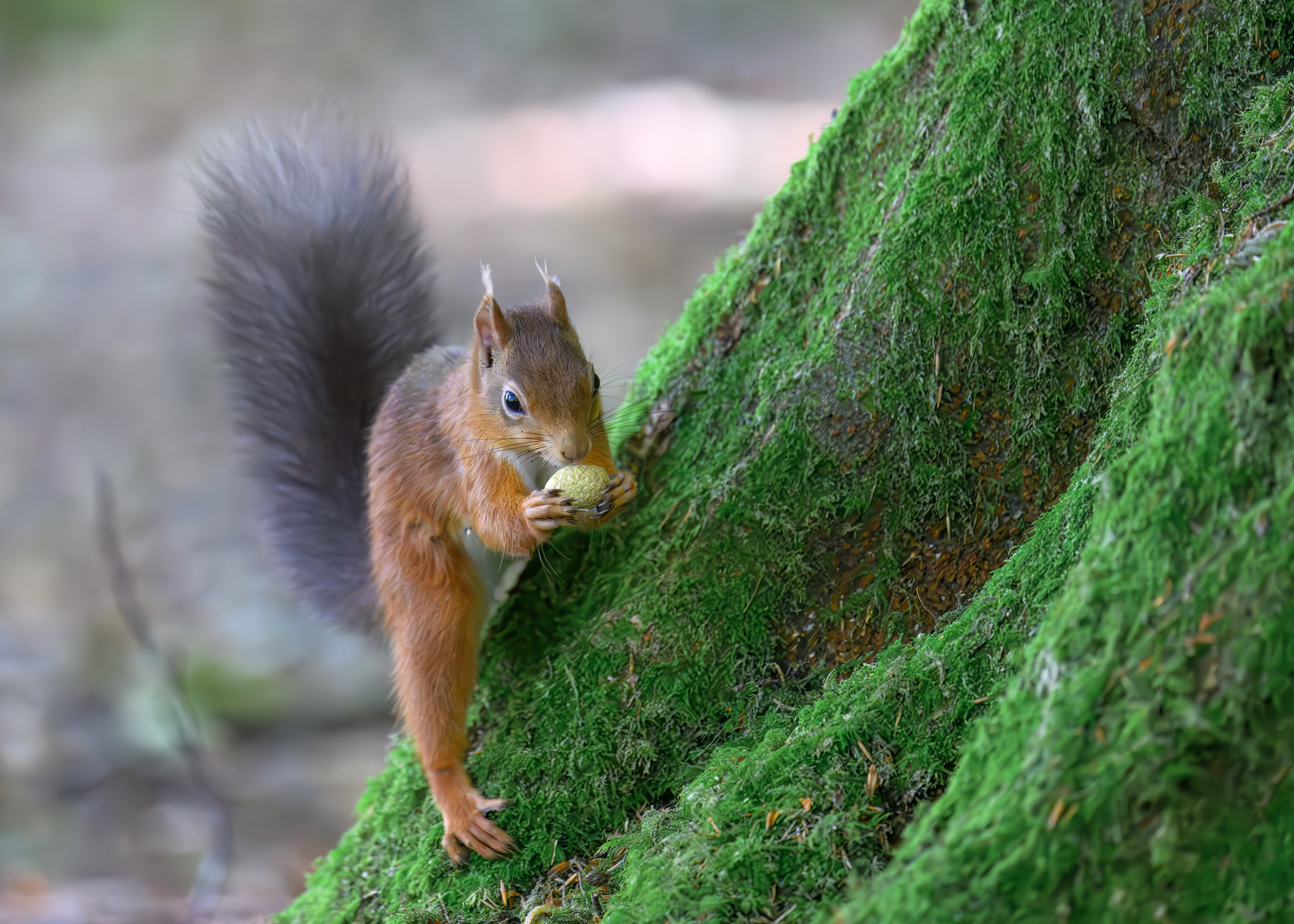 Red Squirrel