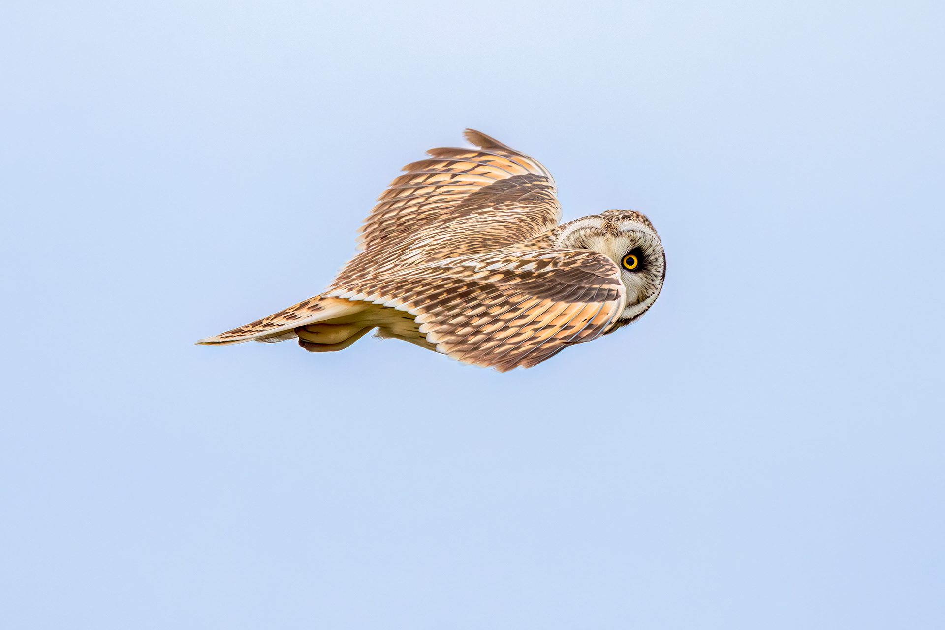 Short Eared Owl