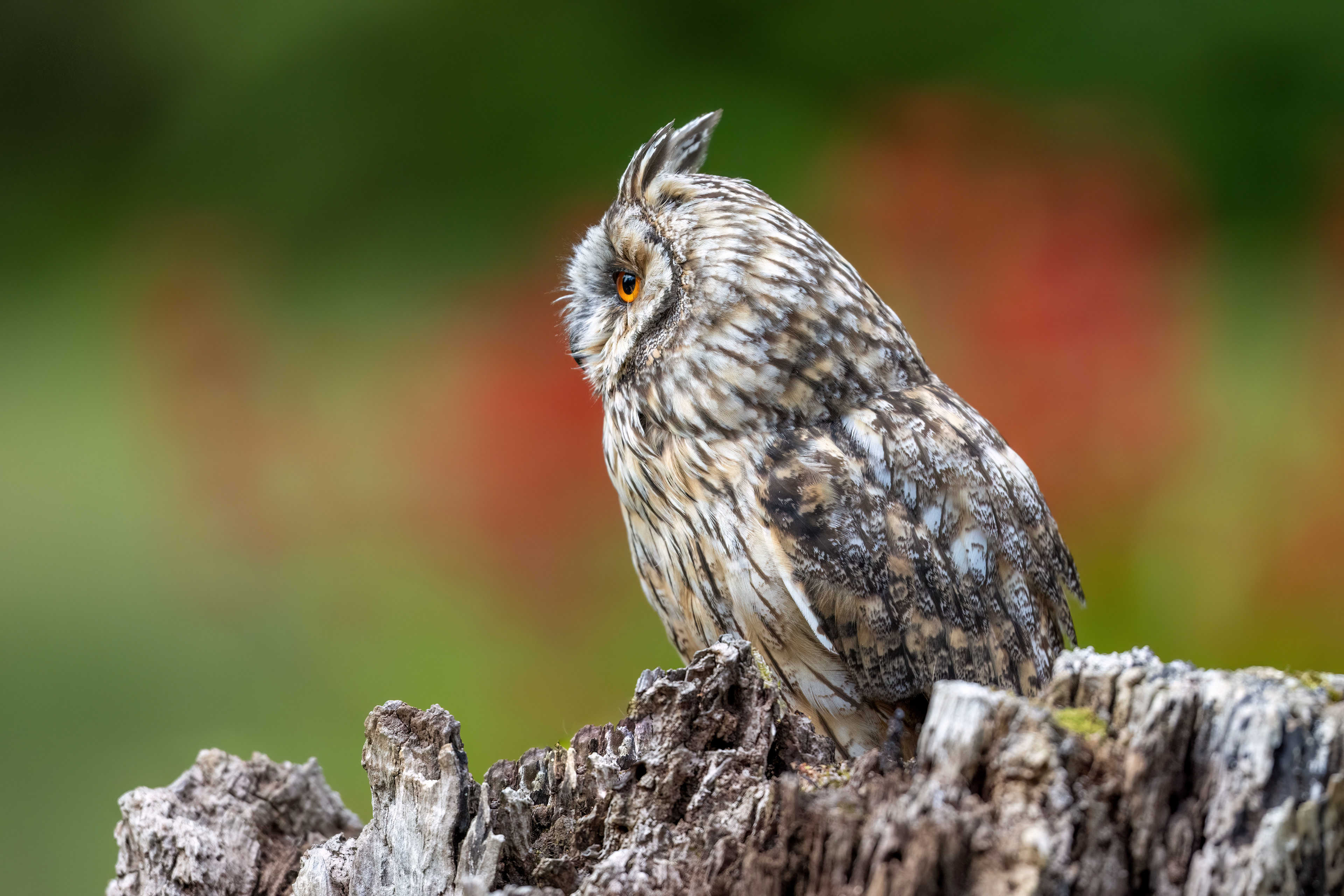 Long Eared Owl