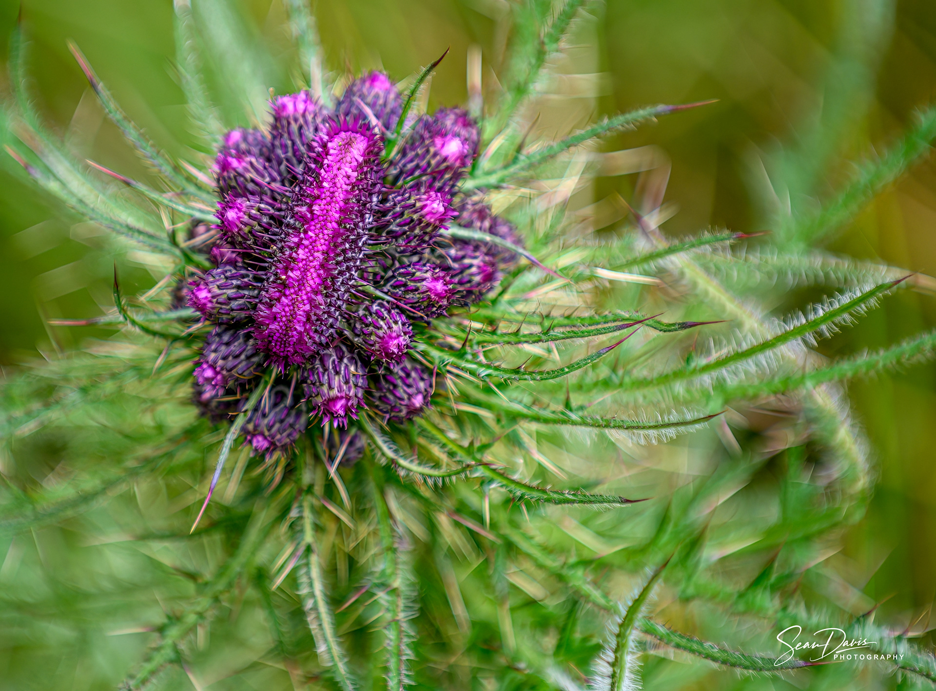 Purple Catterpillar