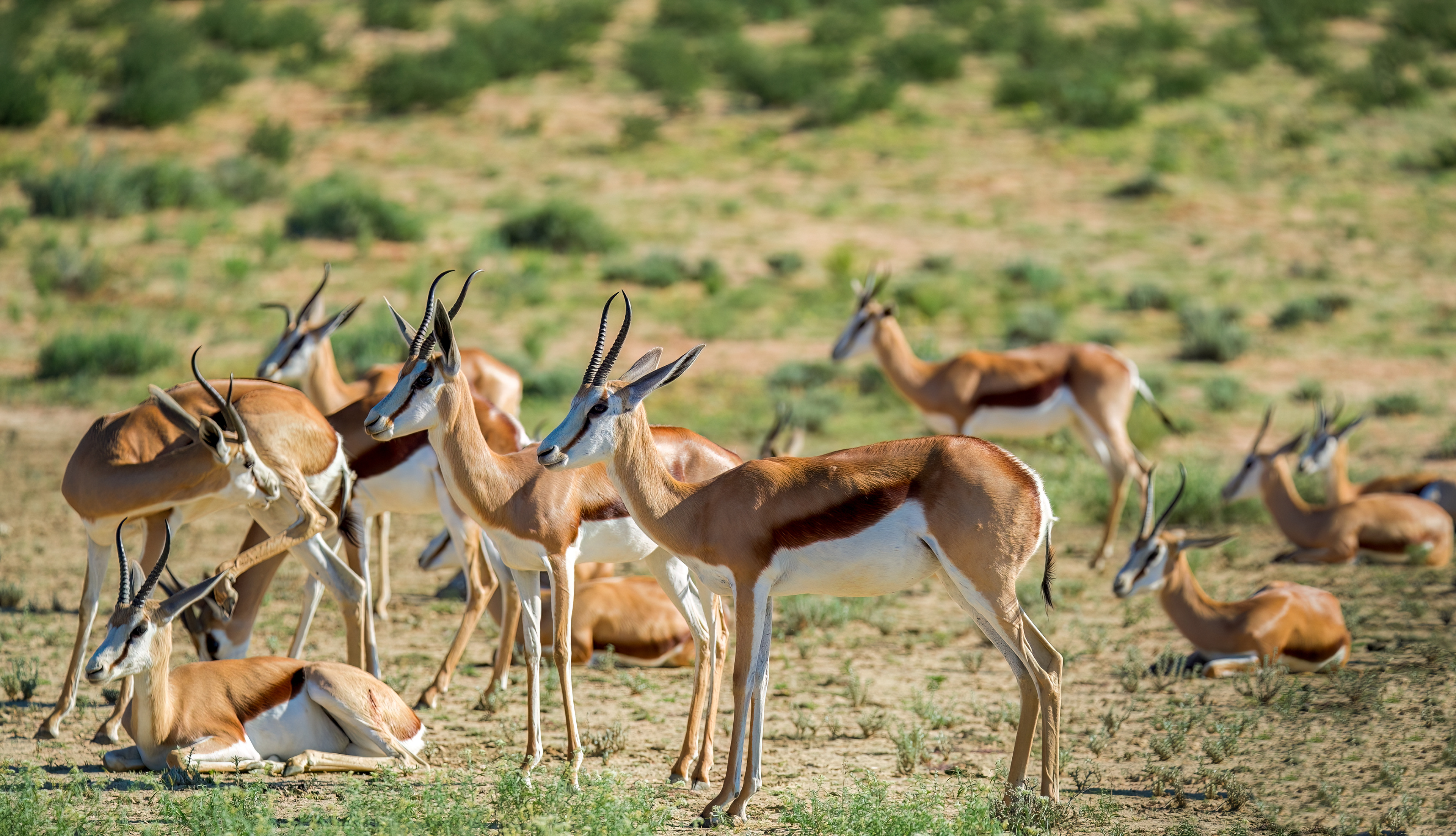 Springbok Harem