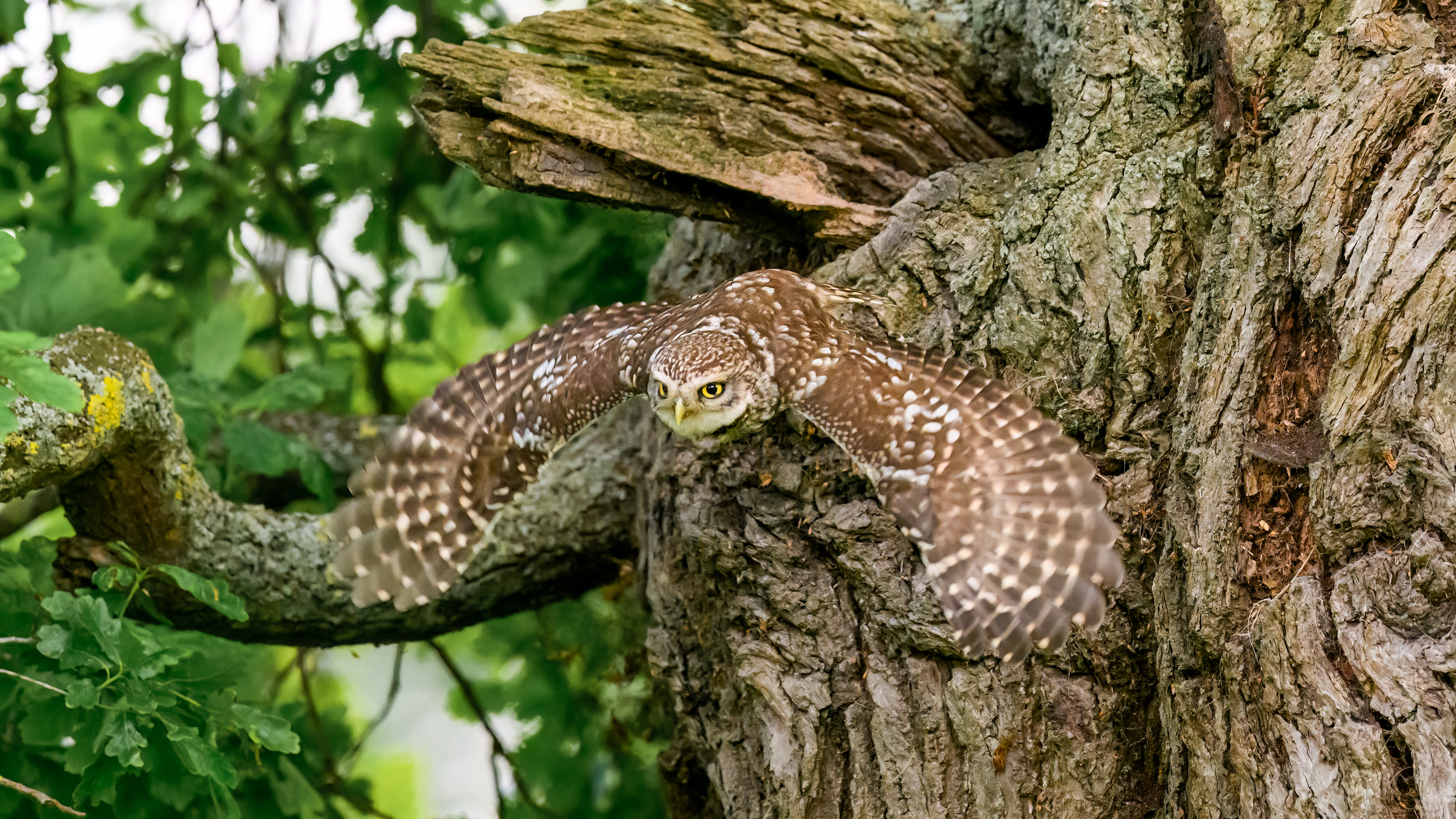 Little Owl