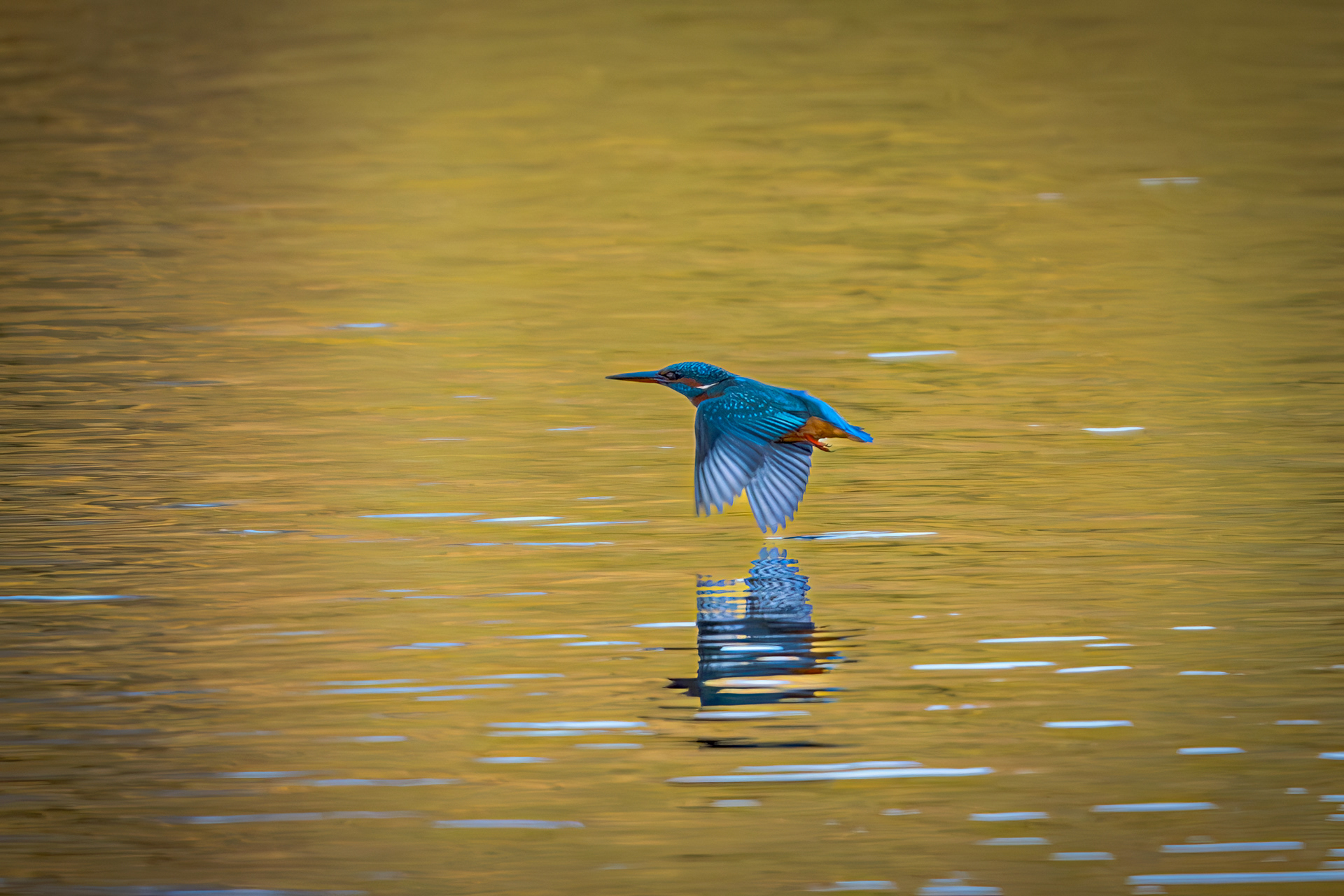 Kingfisher in the Autumn