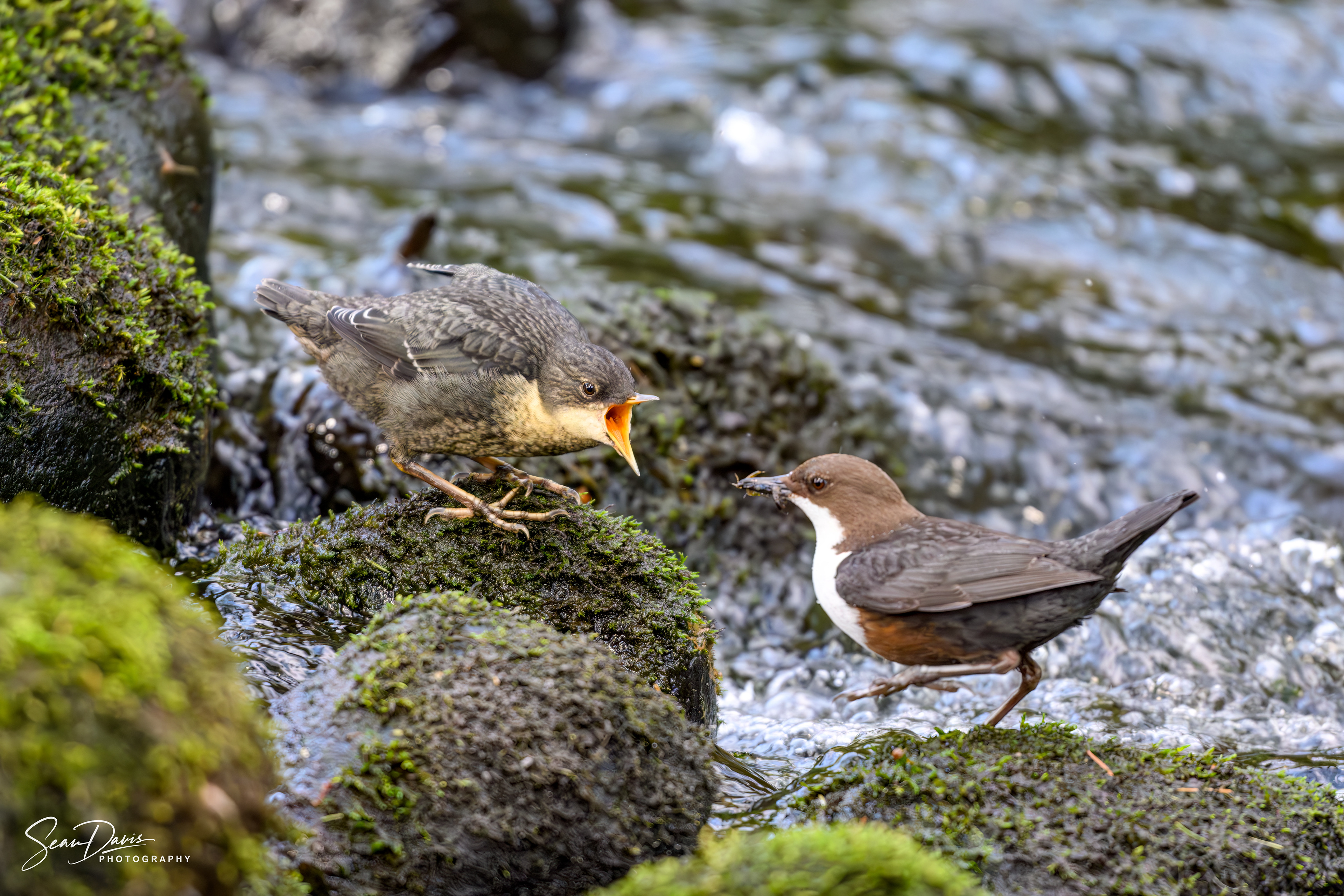 White Throated Dipper