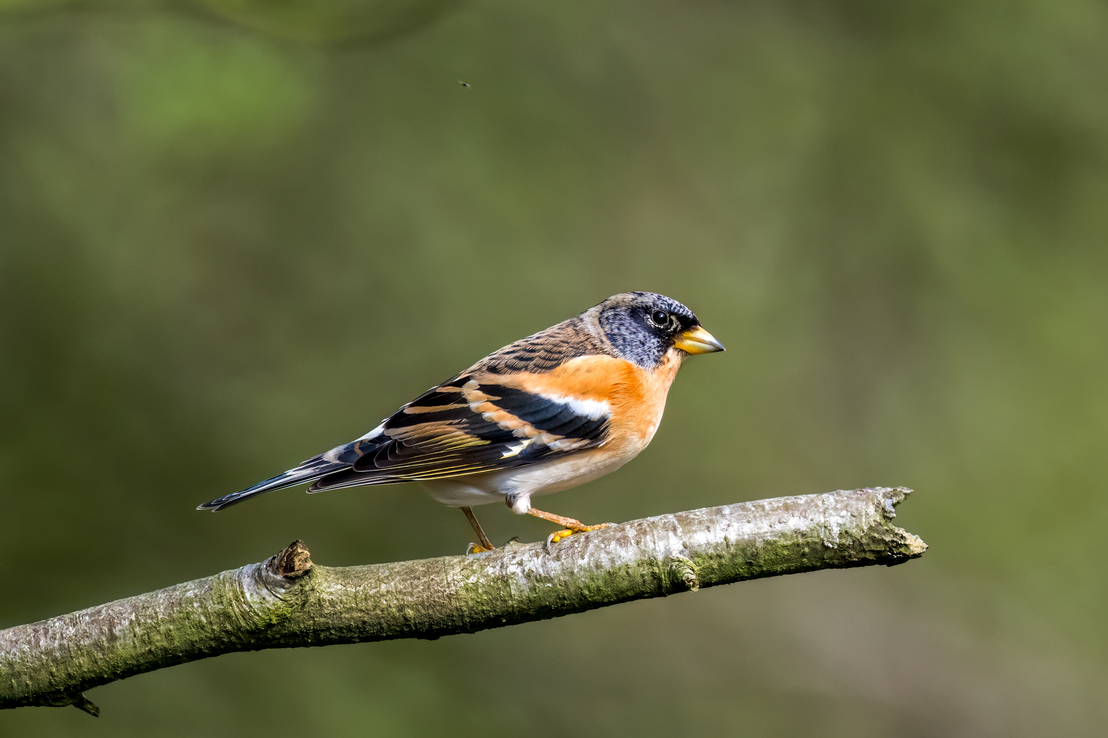 Brambling