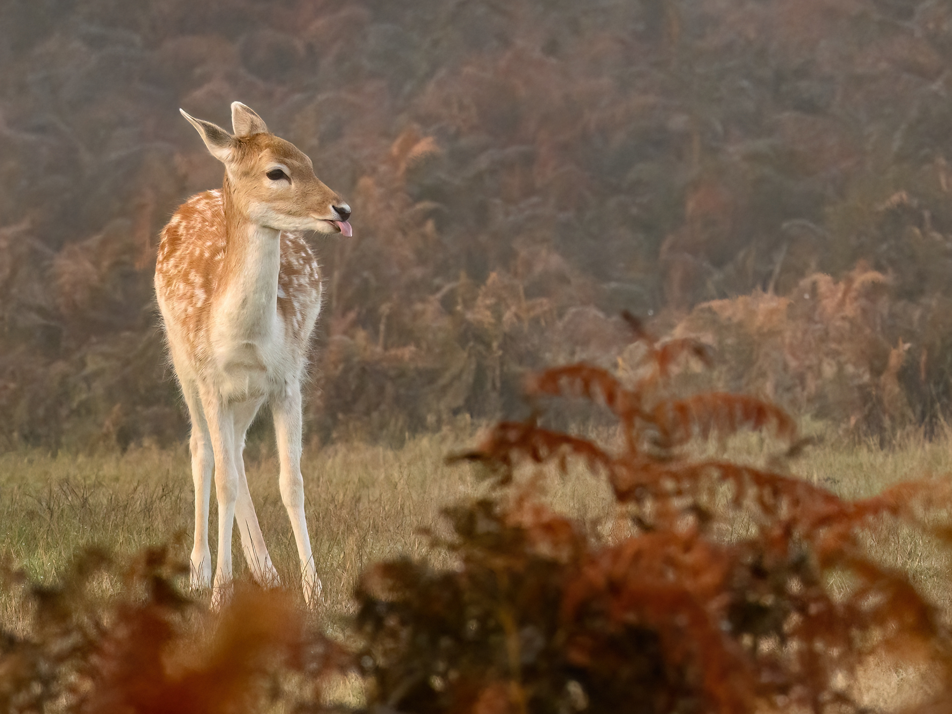 Fallow Deer