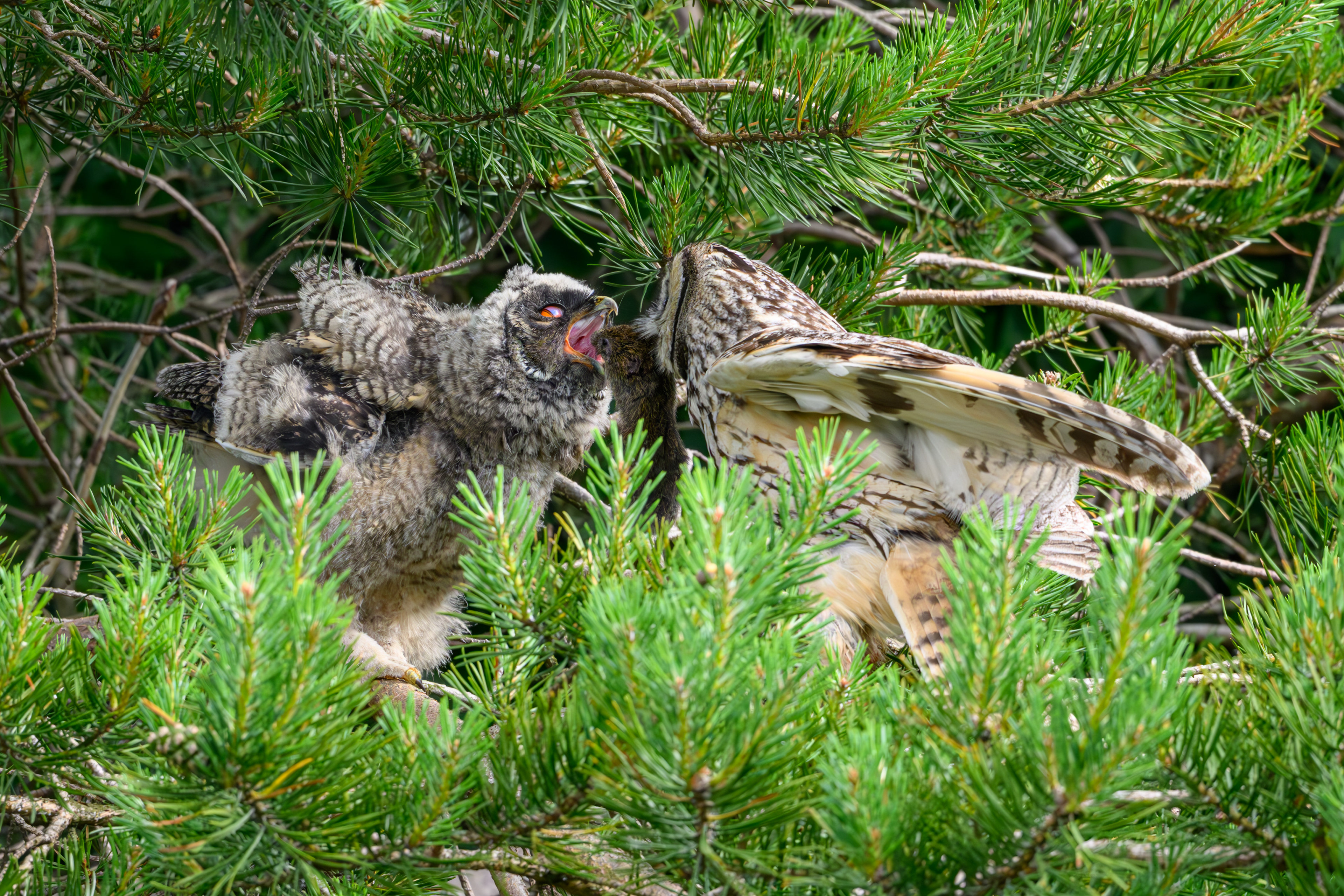 Long Eared Owl
