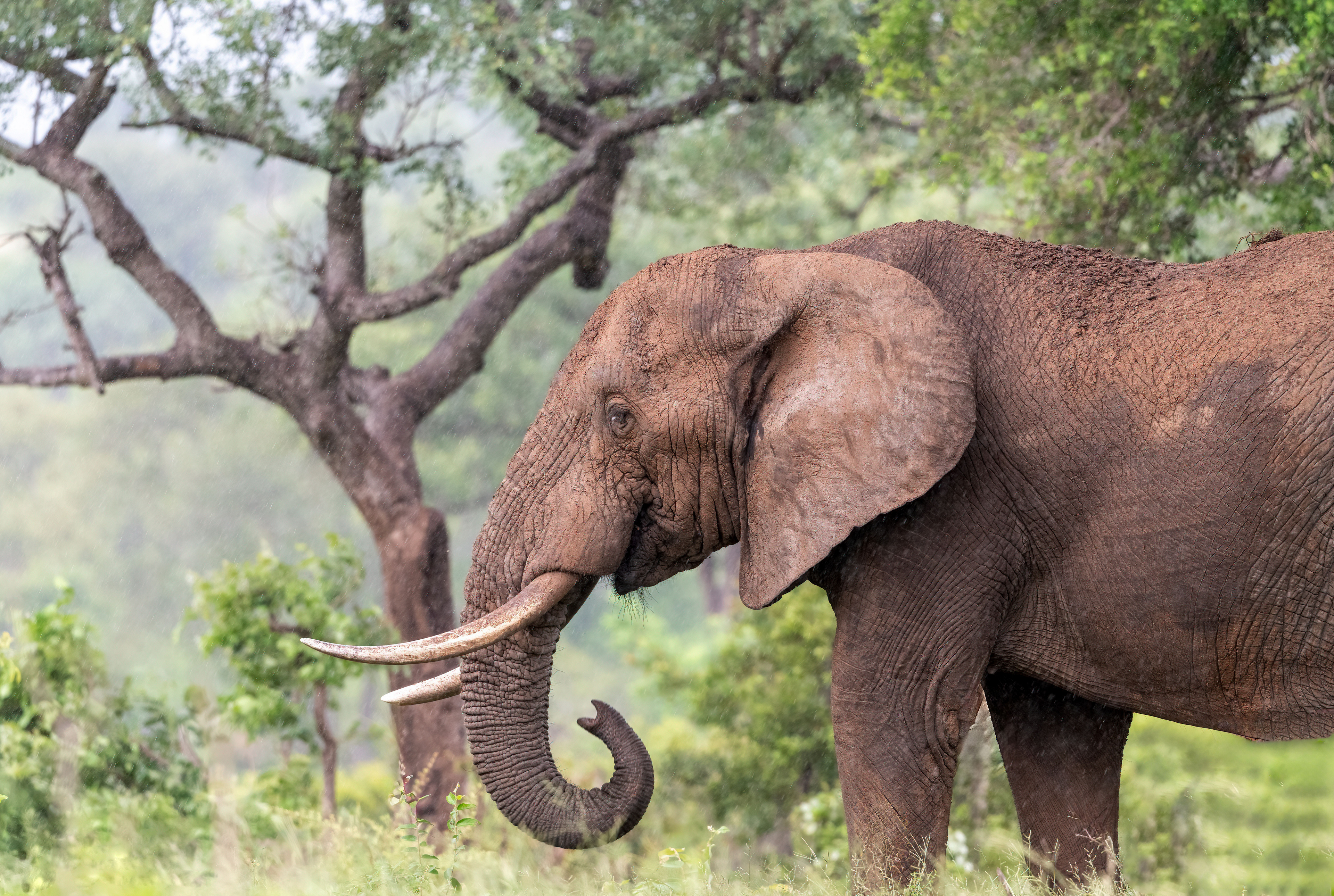 African Elephant