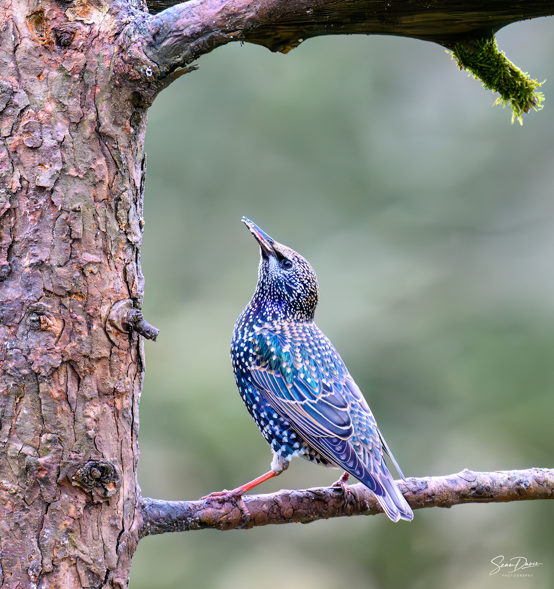 Common Starling