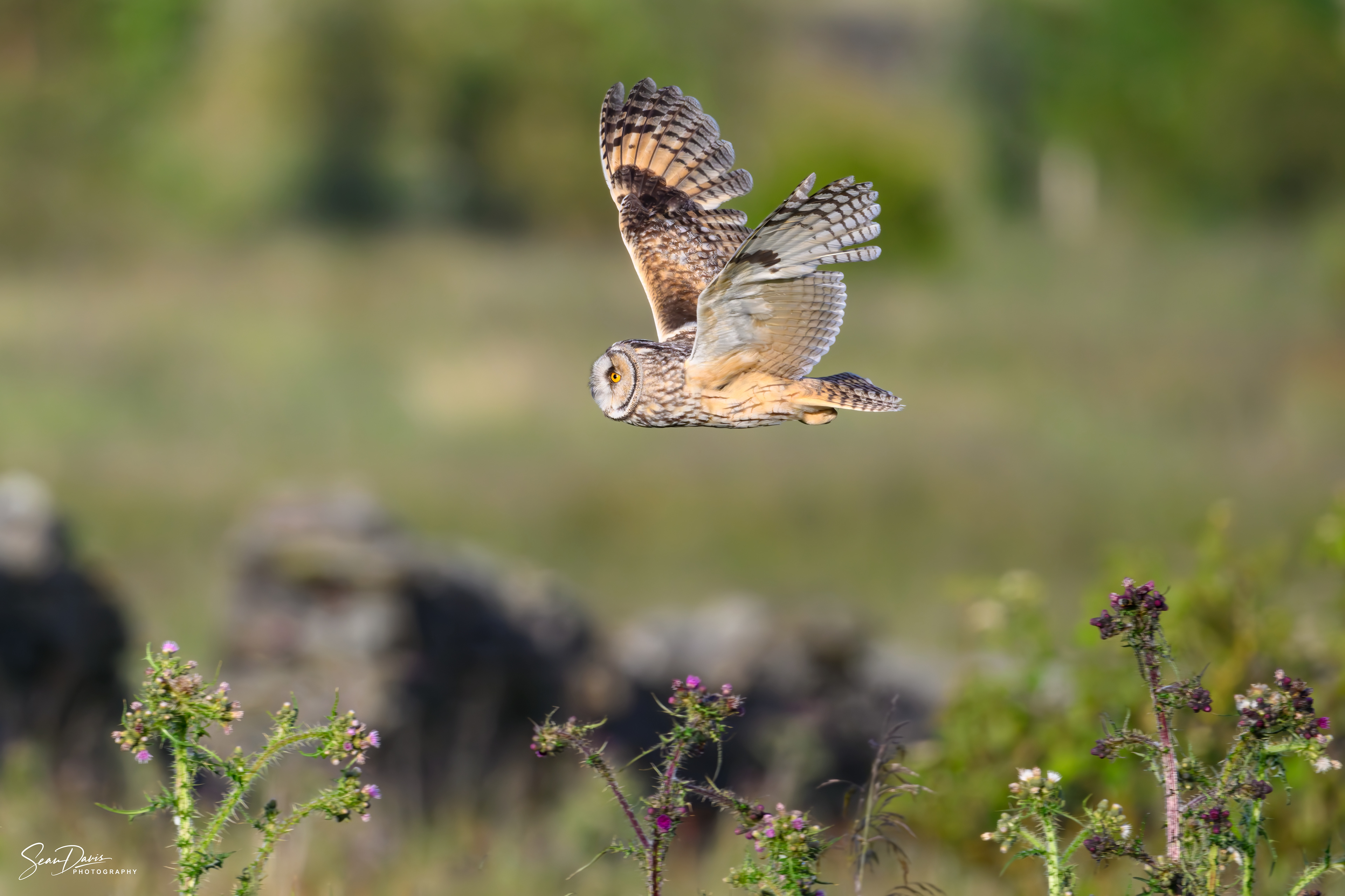 Long Eared Owl