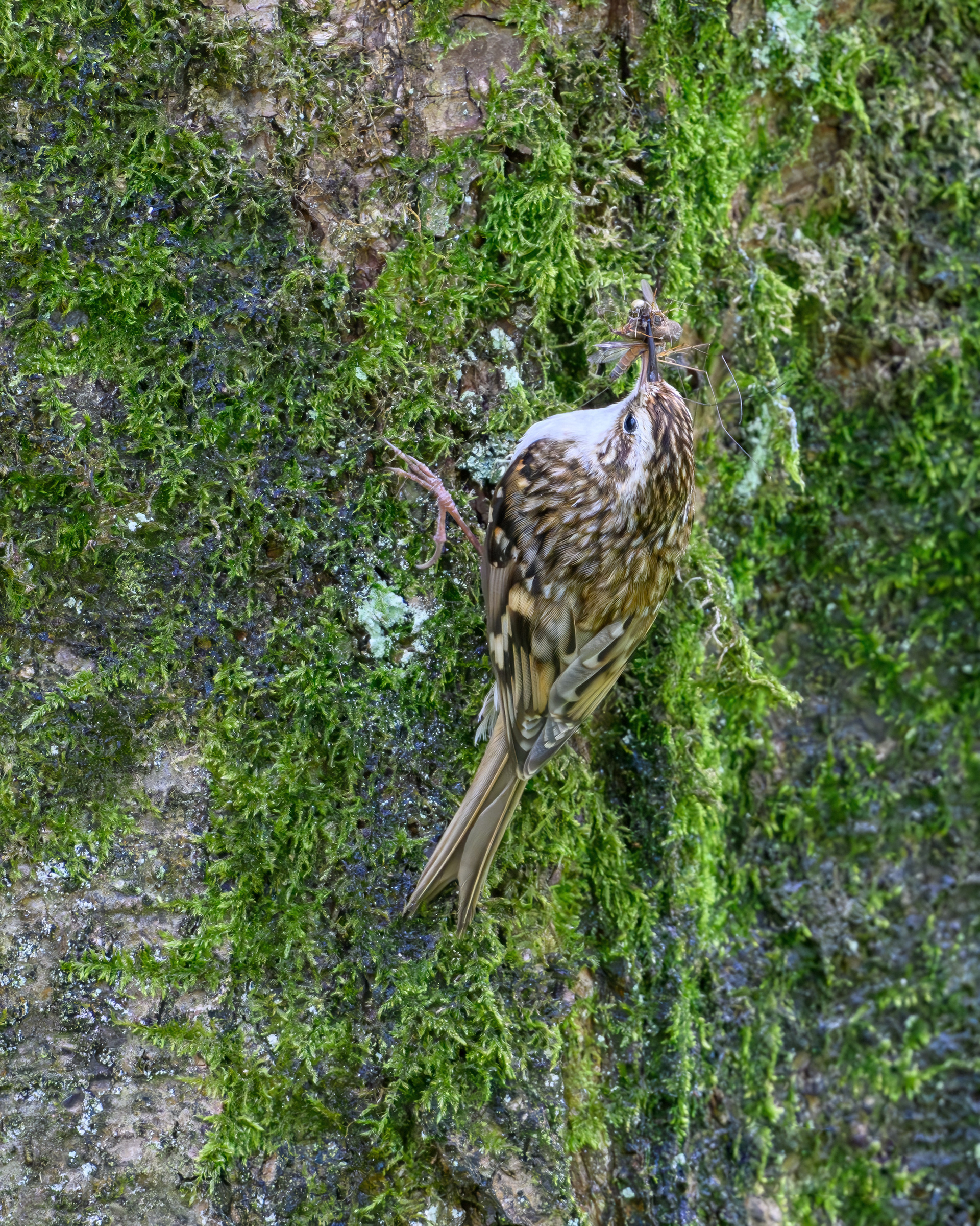 Tree Creeper
