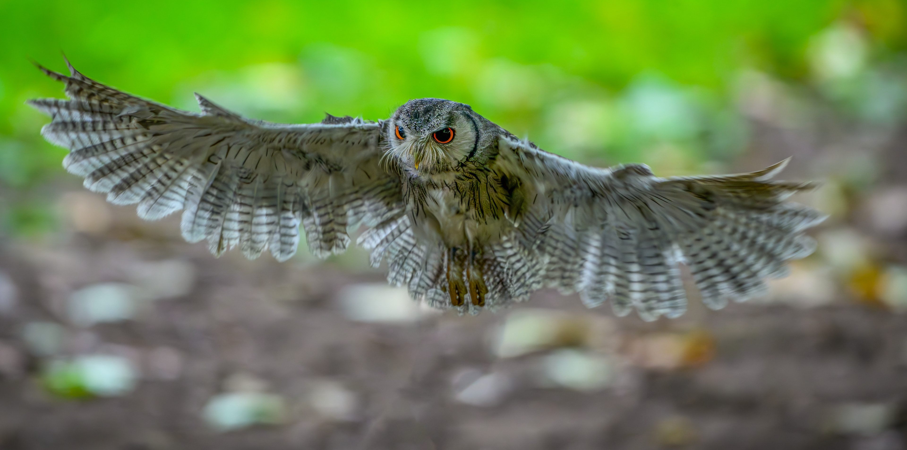 Eurasian Eagle Owl