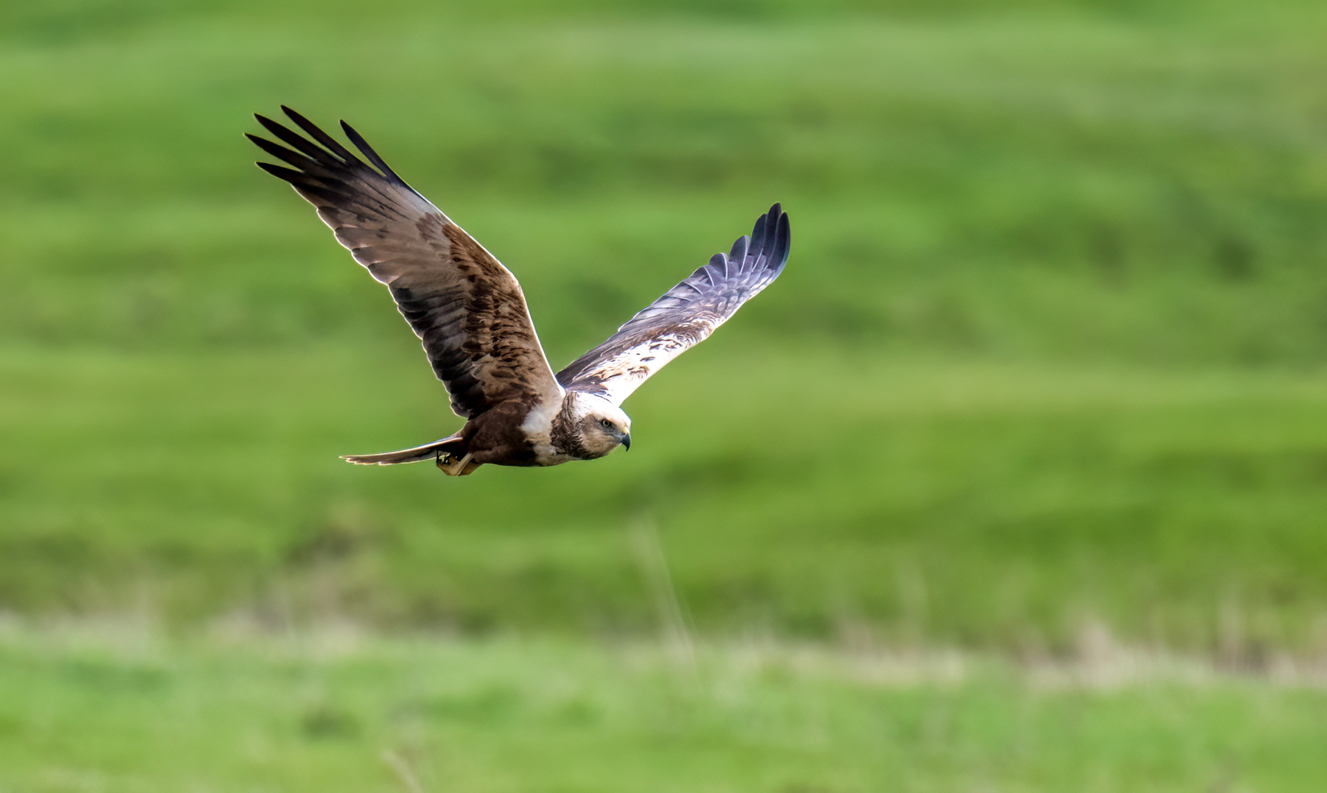 Marsh Harrier