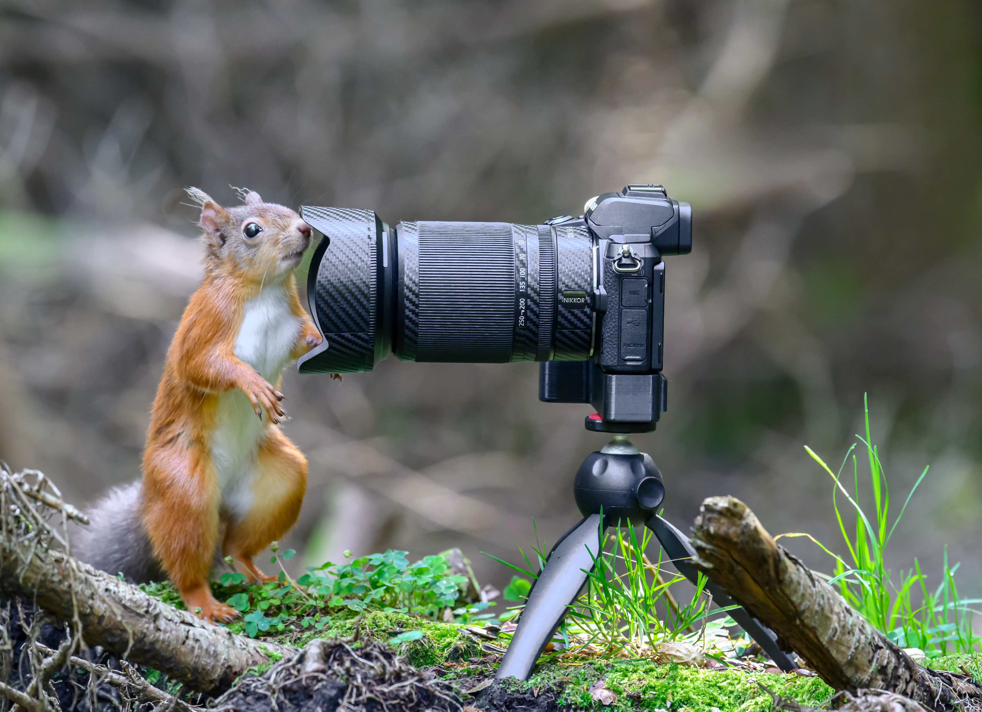 Red Squirrel
