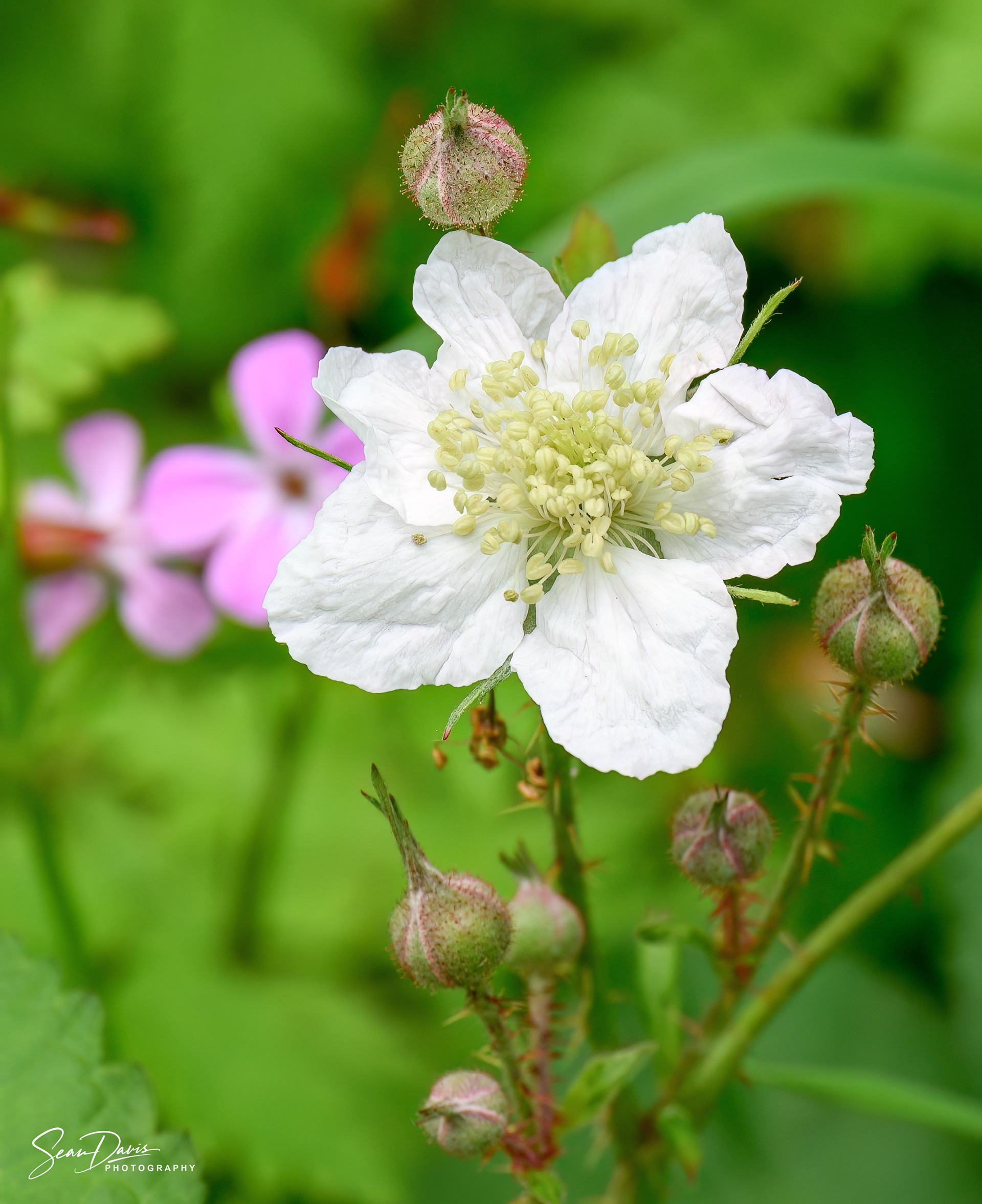 Blackberry Flower