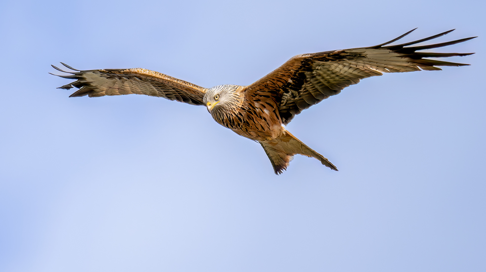Red Kite