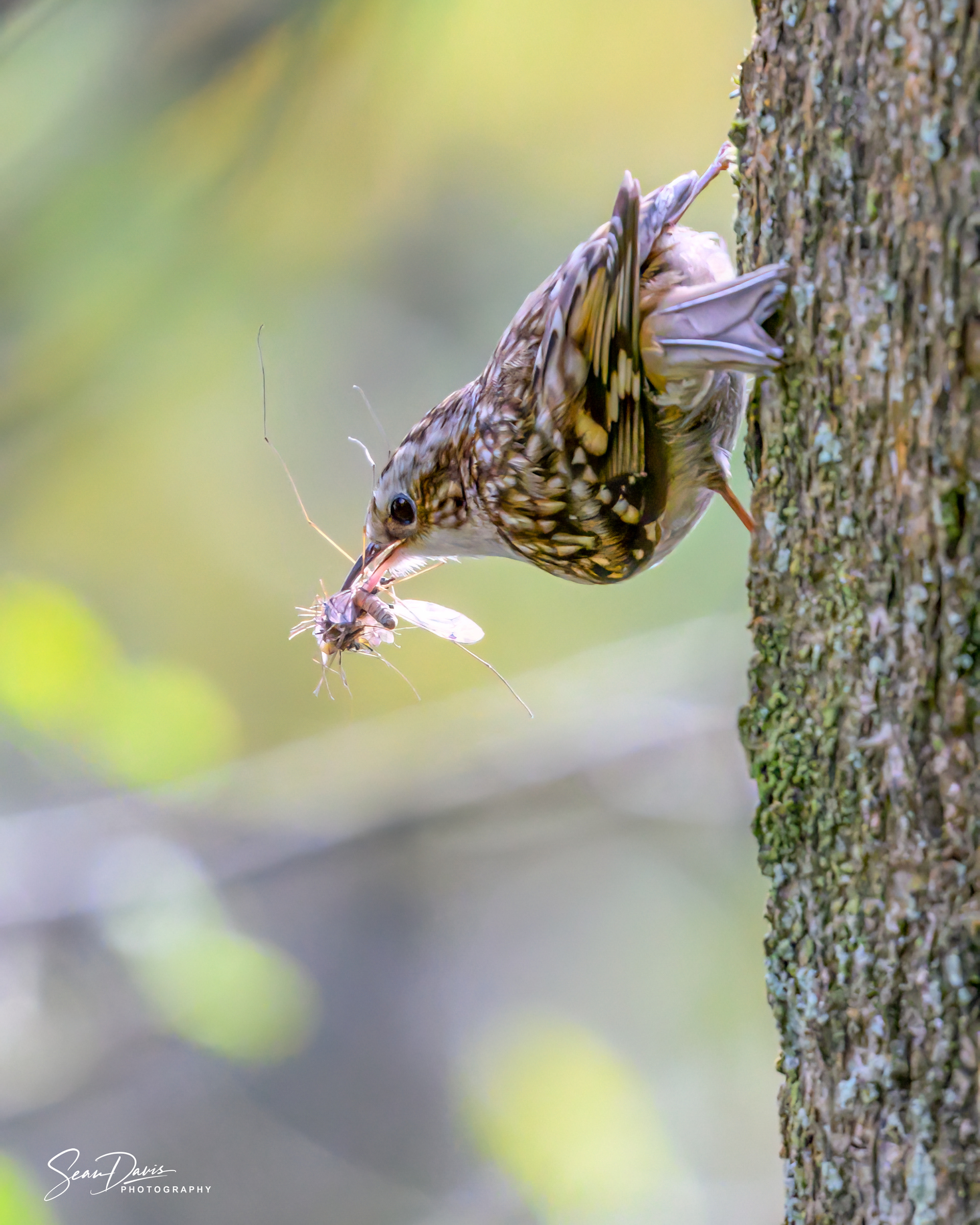 Tree Creeper
