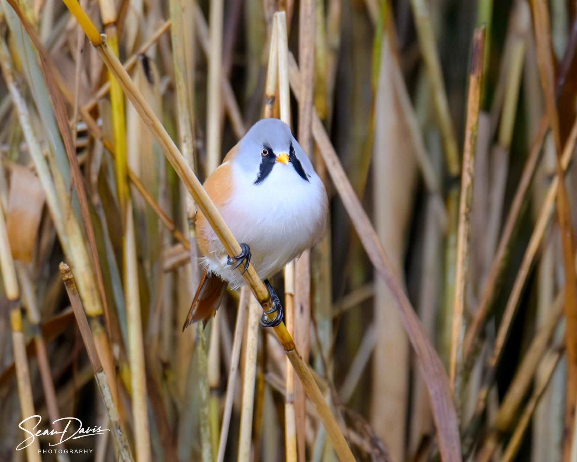 Bearded Tit
