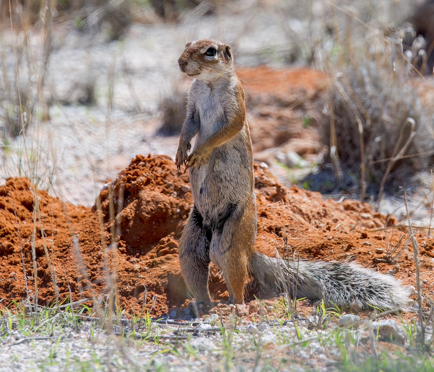 Ground Squirrel