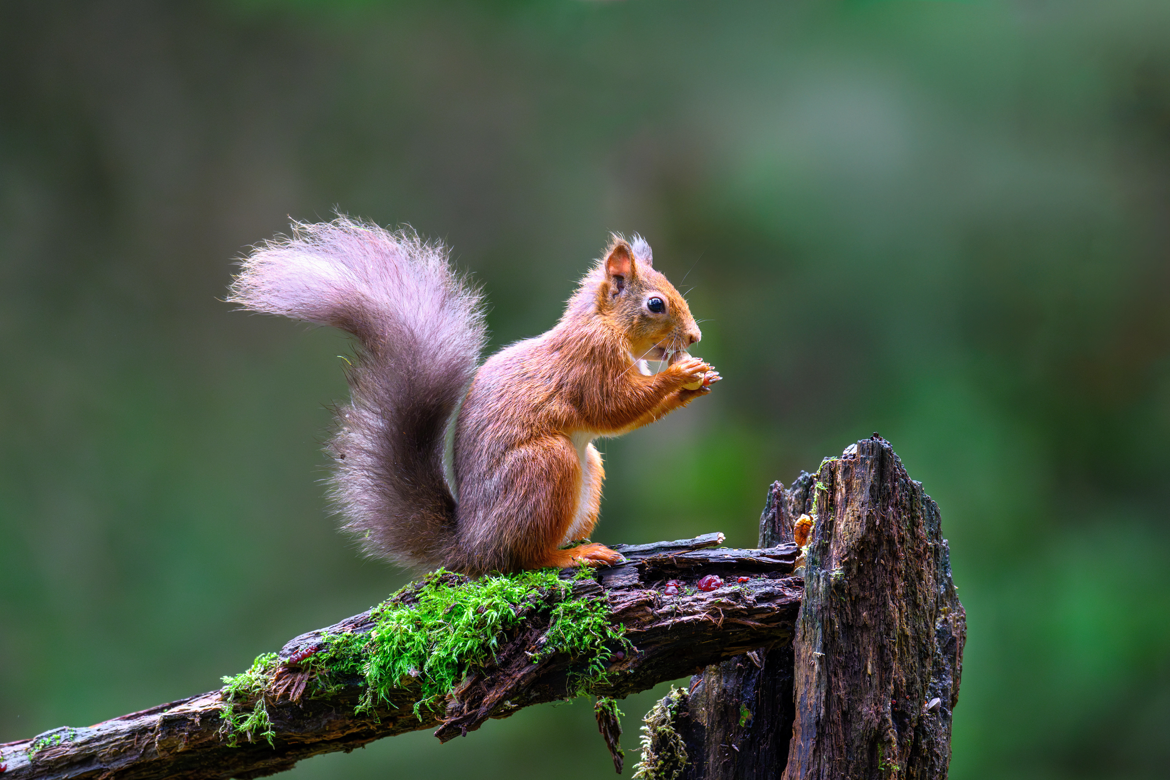 Red Squirrel