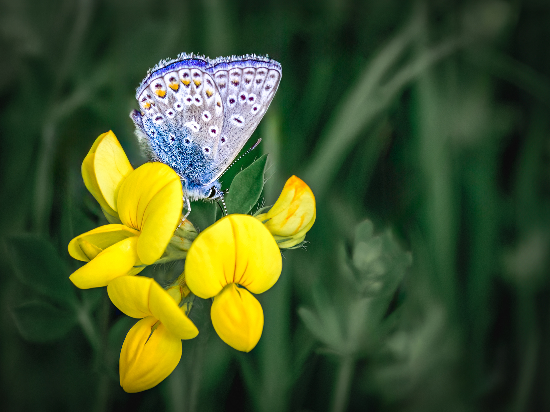 Common Blue
