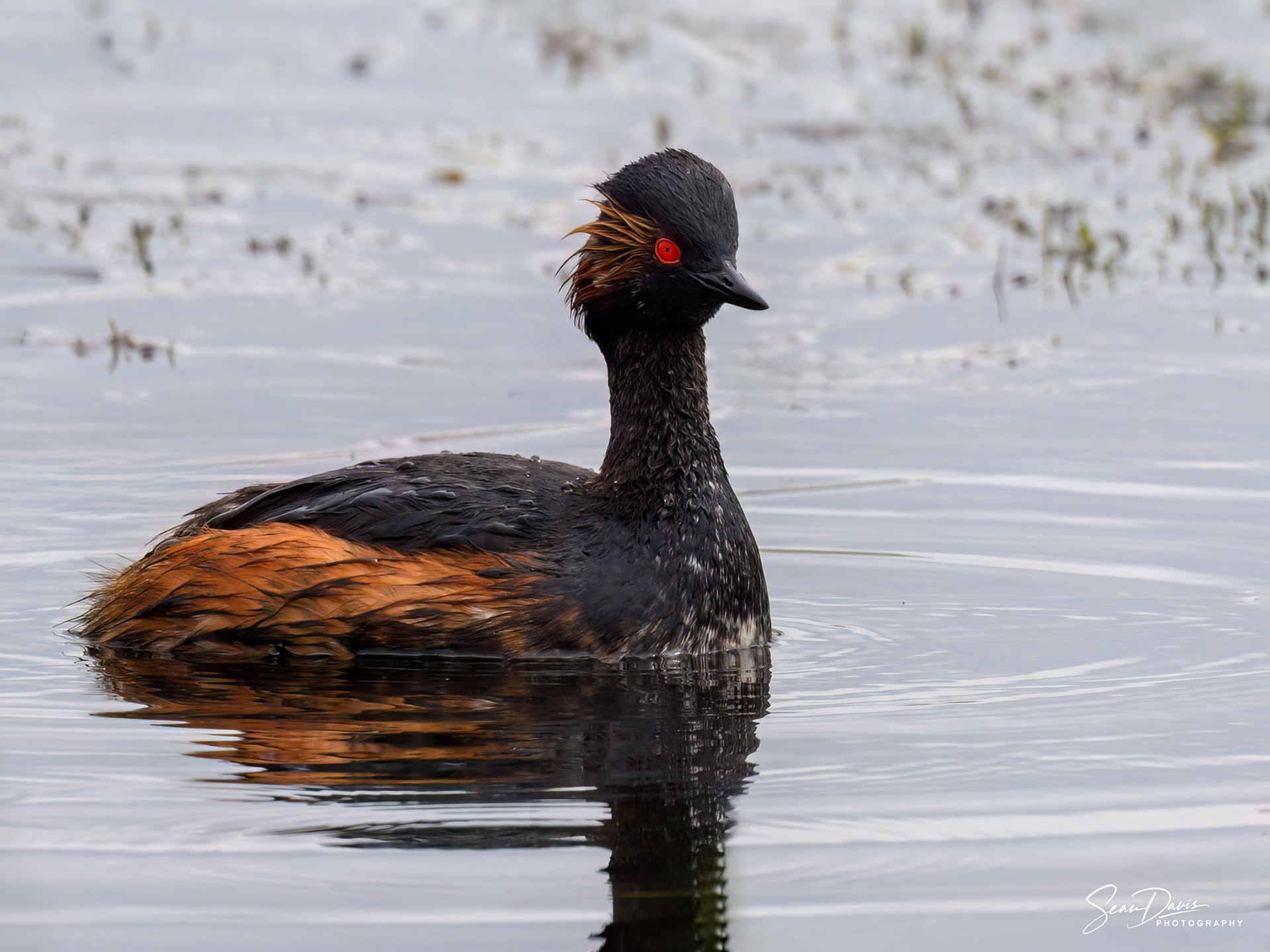 Black Grebe