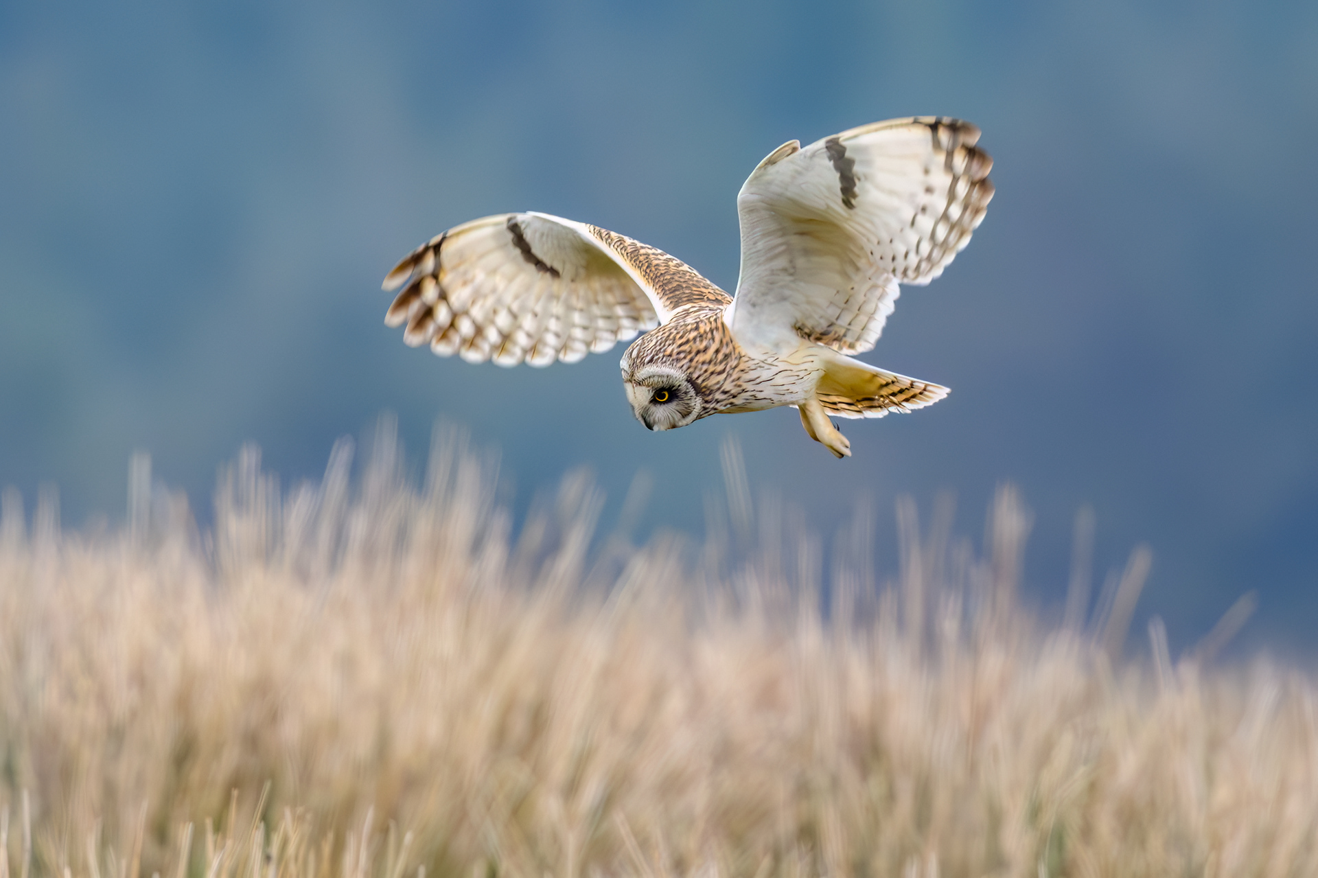Short Eared Owl