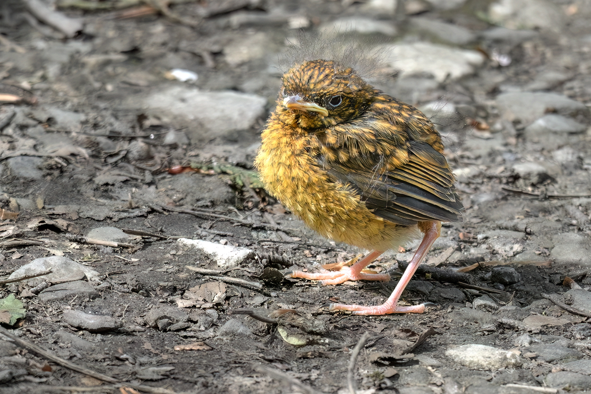 Young Robin