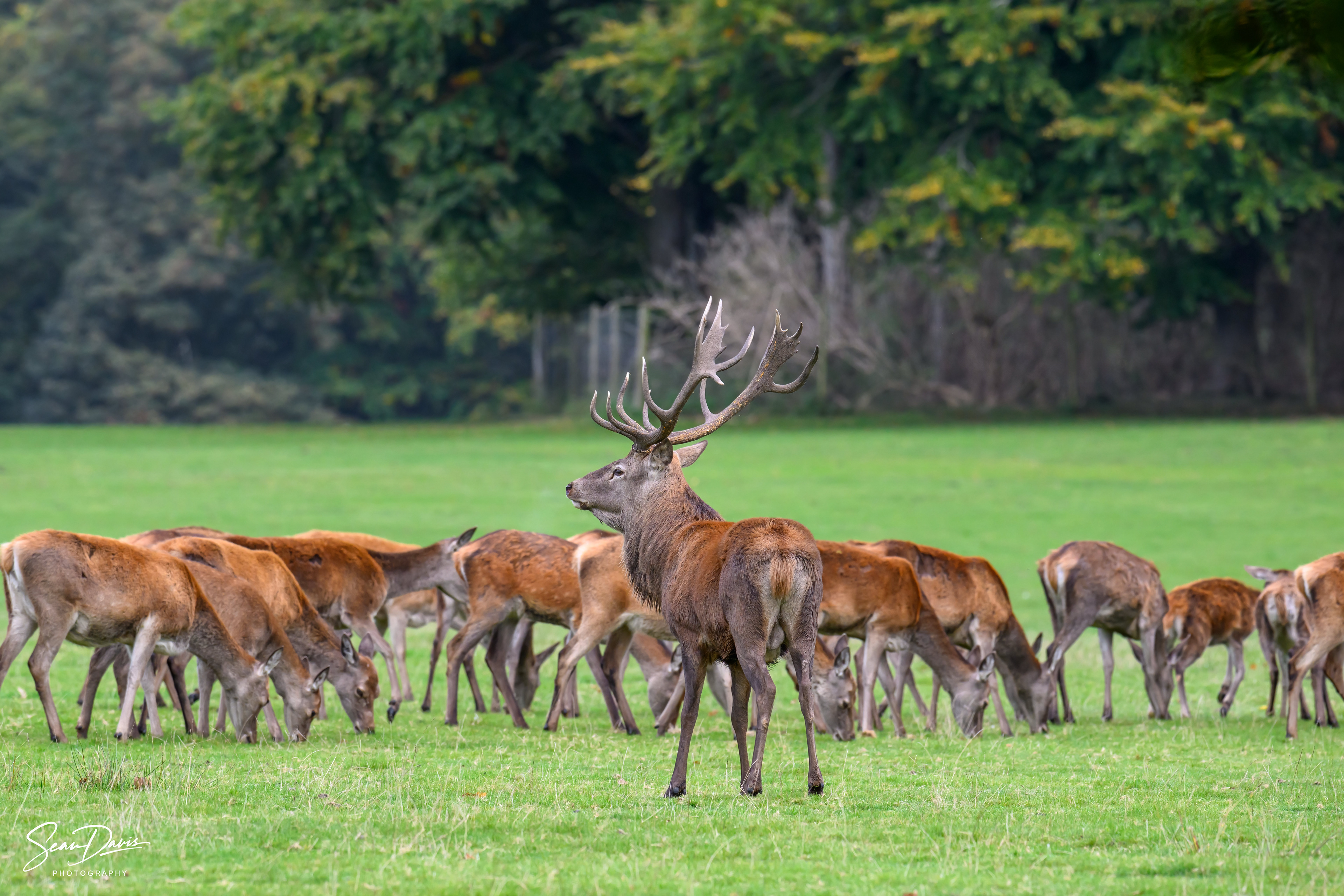 Red Deer