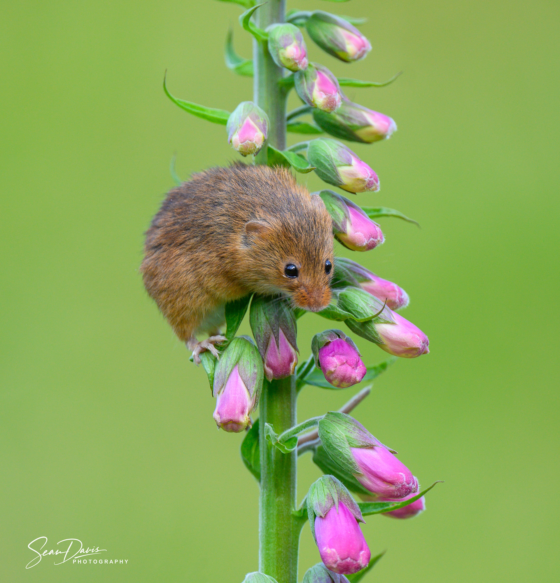 Harvest Mouse
