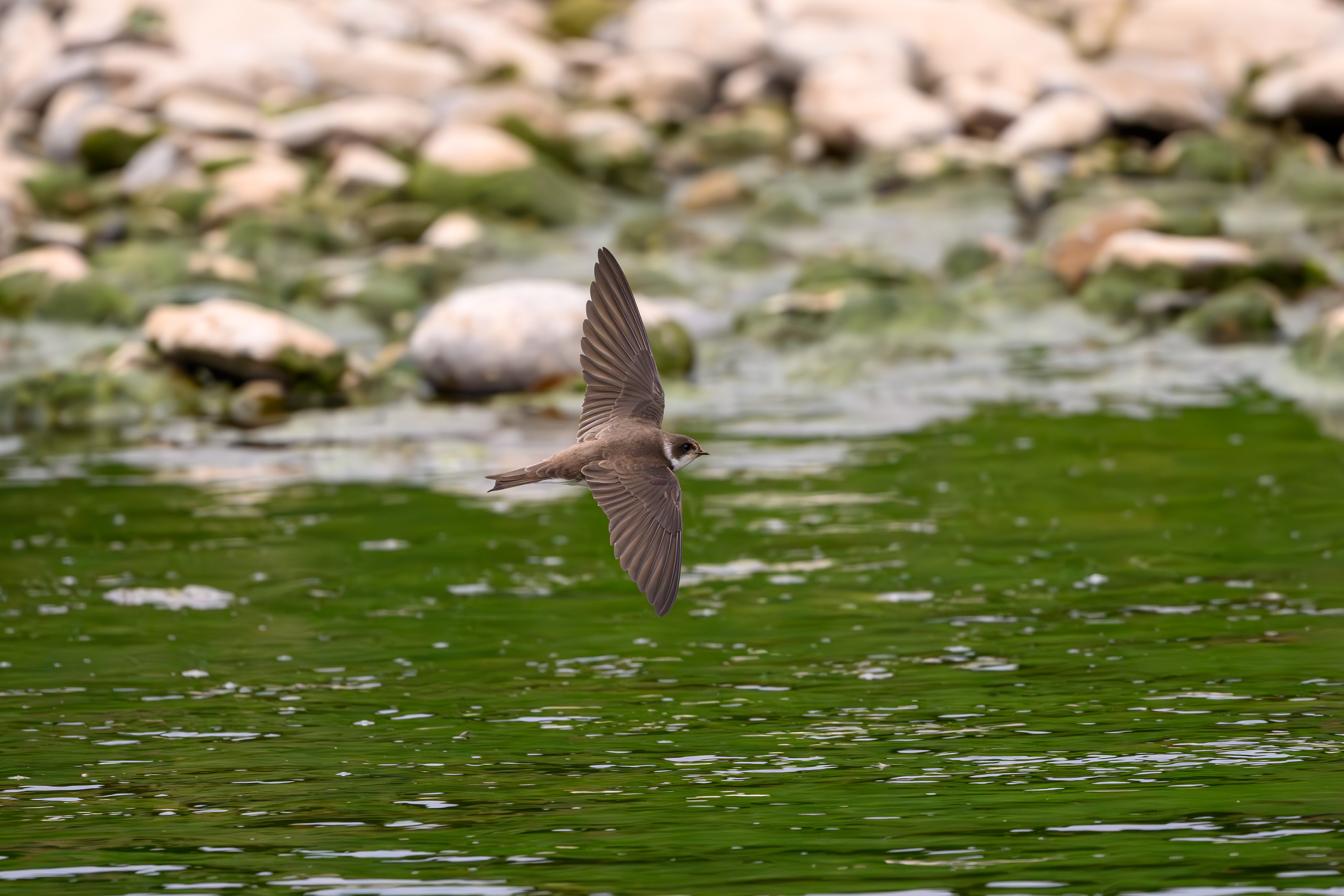 Sand Martin