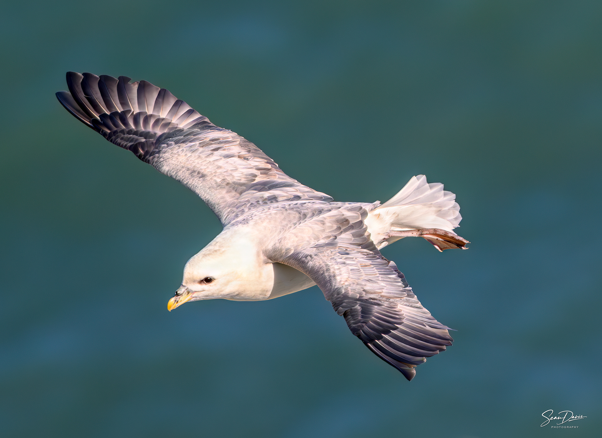 Northern Fulmar