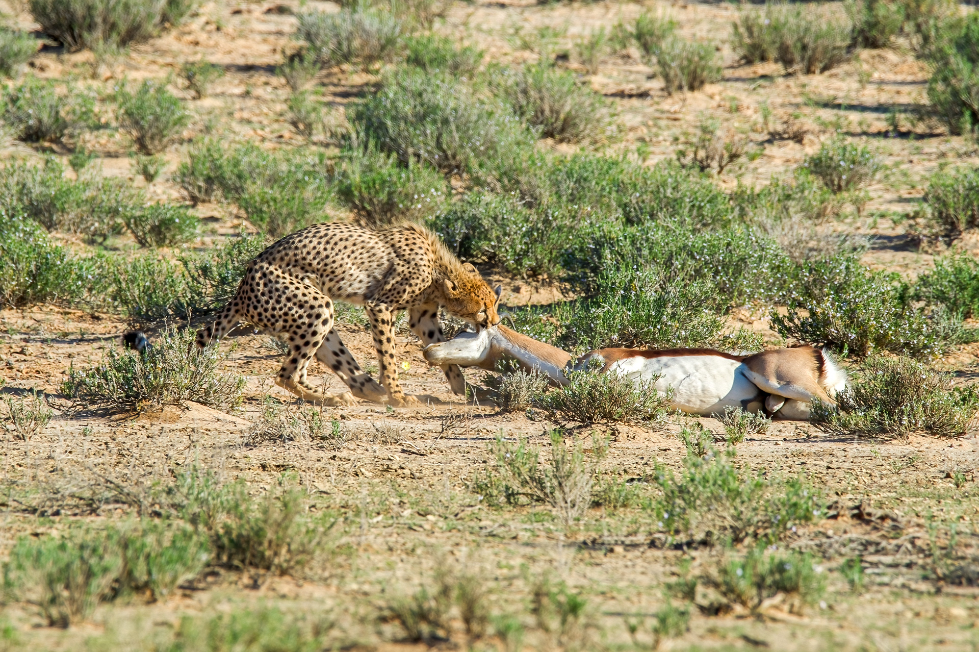 Cheetah with the Springbok meal